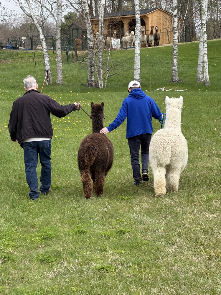 a spring trek with two of our alpacas, Theodora and her grandmother Rambling Rose!
