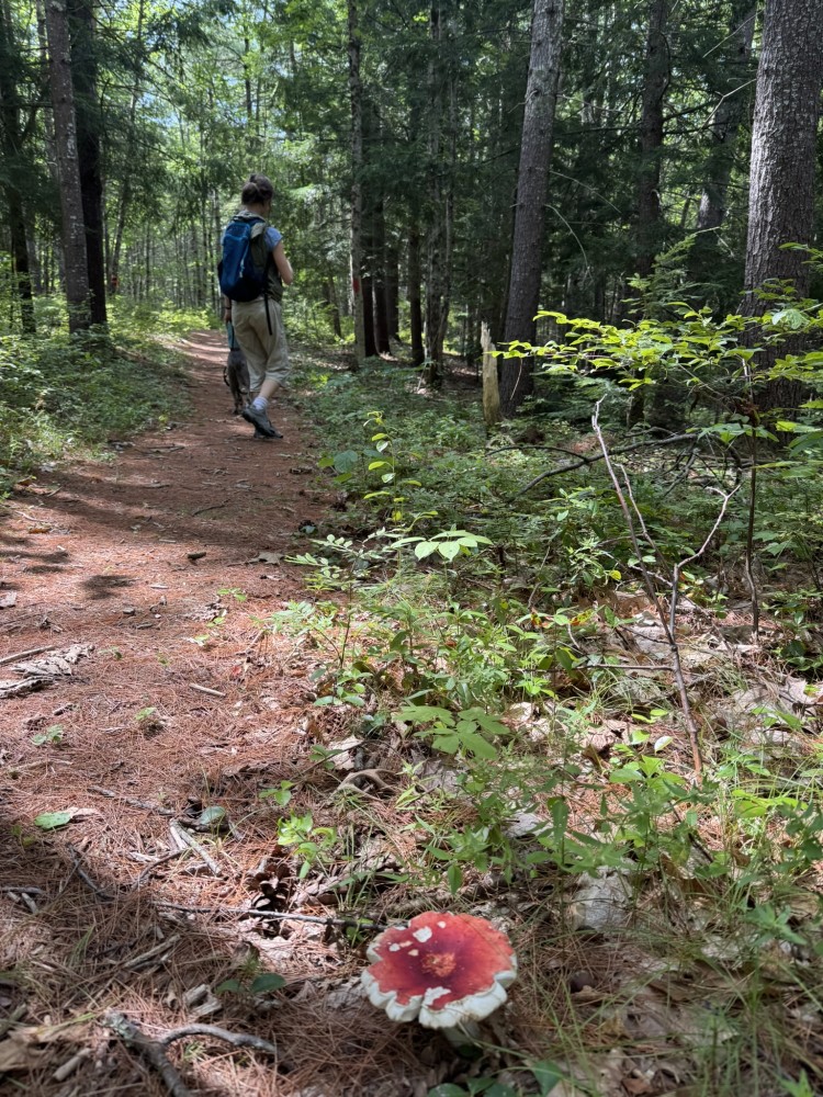 The serenity of nature isn't far away on one of our expert guided nature hikes.