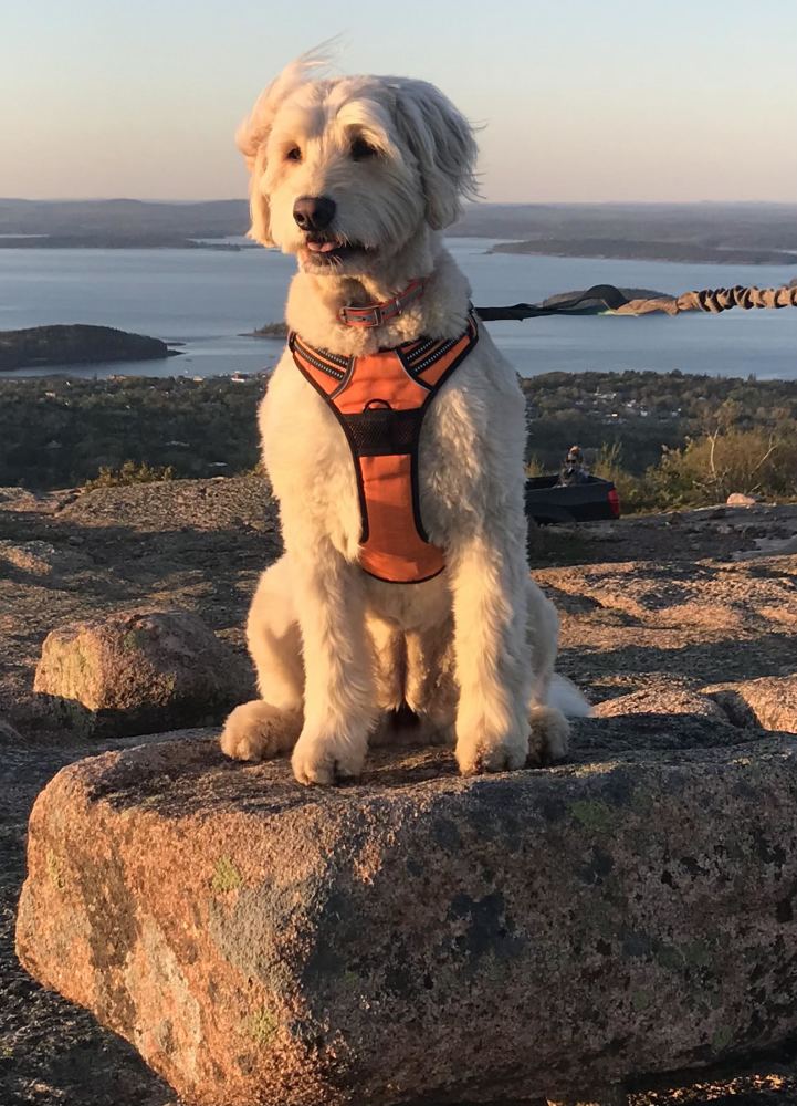 My dog loves to sit on rocks.
