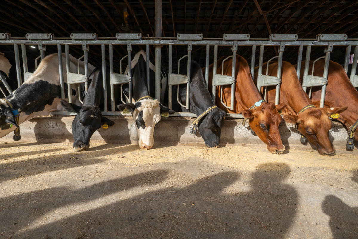 Our organic dairy farm is open to the public, and you can walk through the Wishcamper Livestock Education Barn, where you’ll see sustainable farming in action and meet our sheep, goats, chickens, and calves. During the colder months, our animals are indoors, but in summer, they roam the pastures. Barns are open year-round, from dawn to dusk, offering a true farm experience for visitors of all ages.