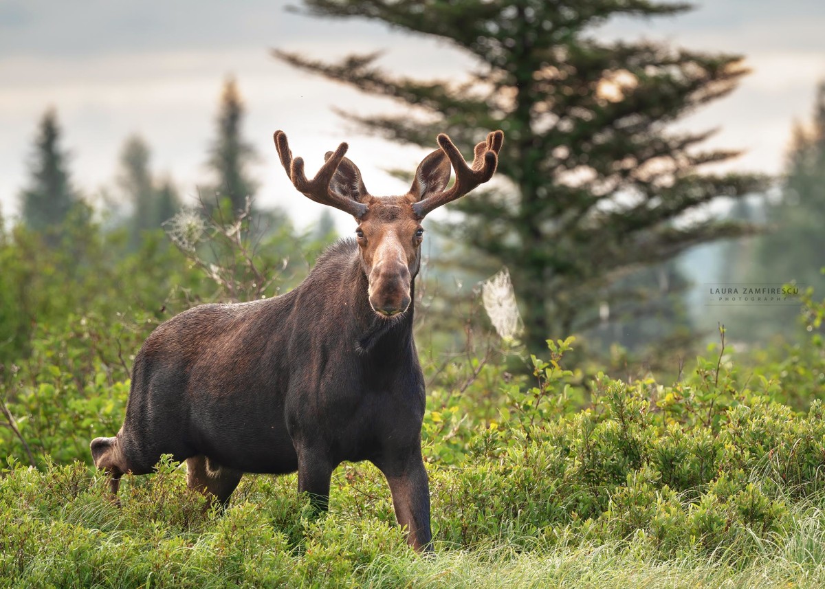 Bull moose spotted while kayaking on a remote Maine lake