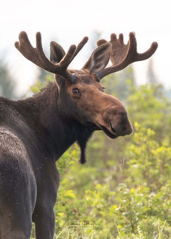 Moose spotted at a remote Maine lake while on a Moose and wildlife Photography Outing