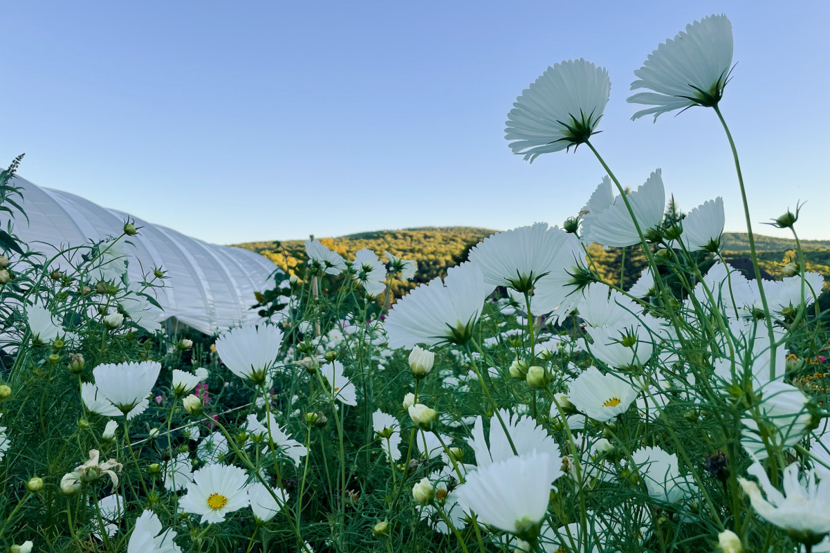 Sticky Petal Farm