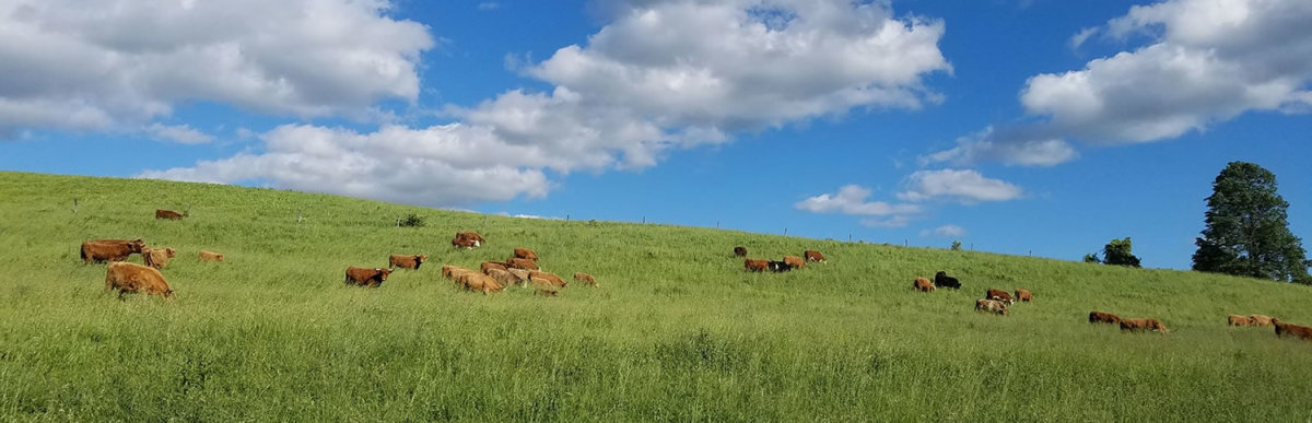 Highland Hollow Farm LLC