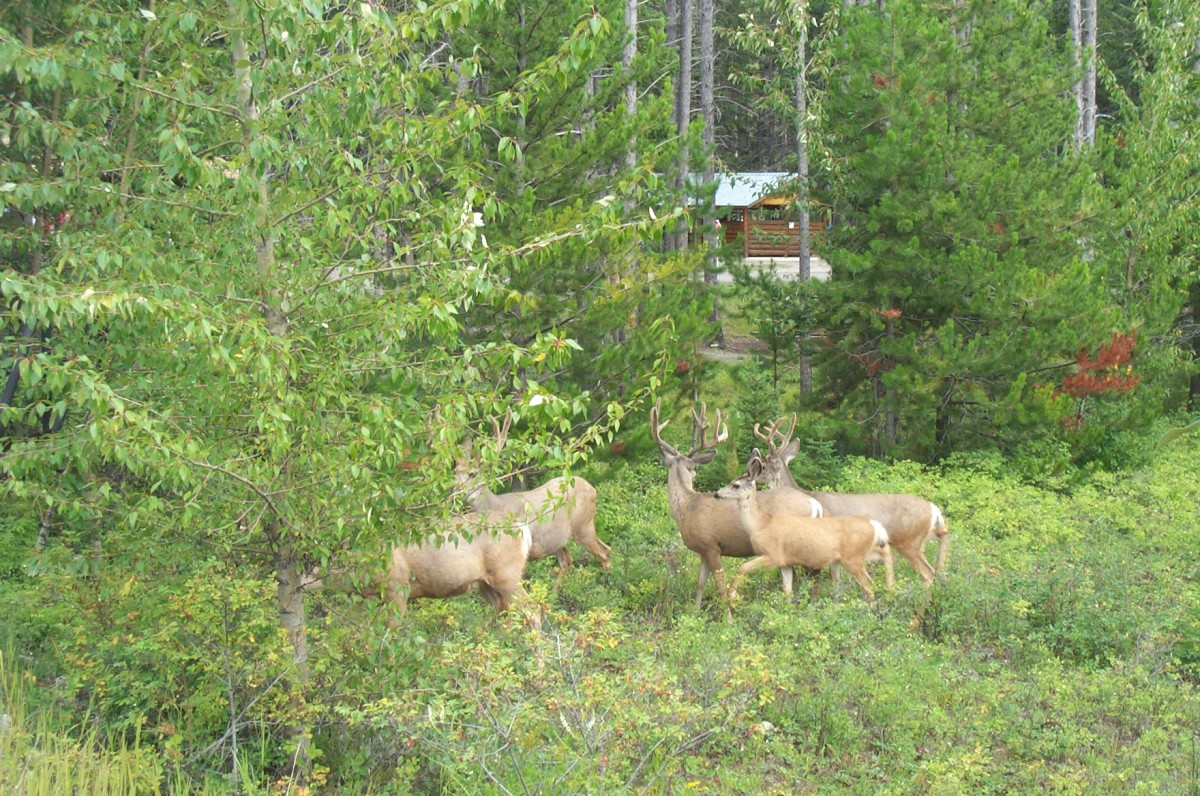 Mountain Shadows Campground | Travel British Columbia