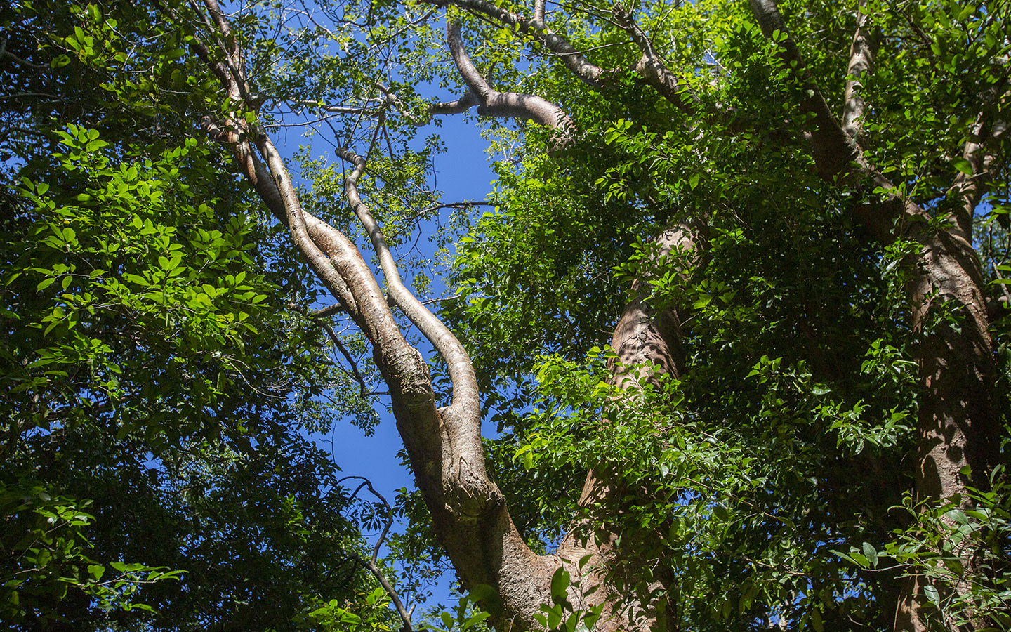 Castellow Hammock Park & Nature Center Greater Miami & Miami Beach