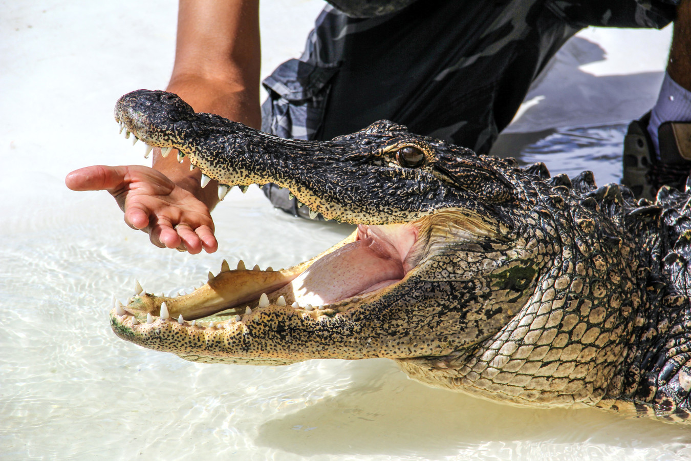 Image result for miccosukee indian village alligator
