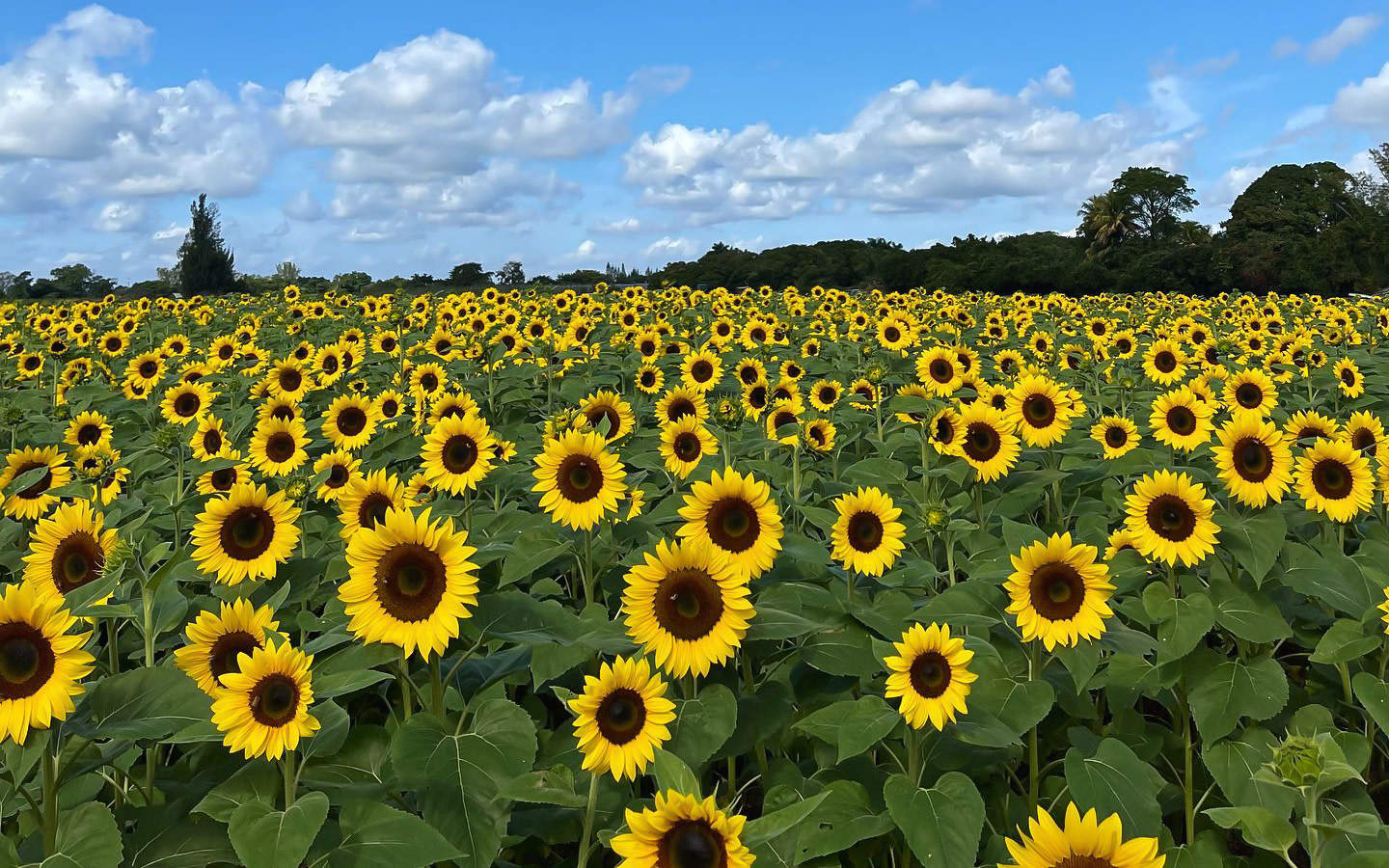 The Berry Farm Greater Miami & Miami Beach