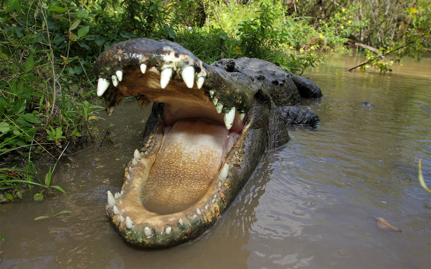 Everglades Alligator Farm Photos