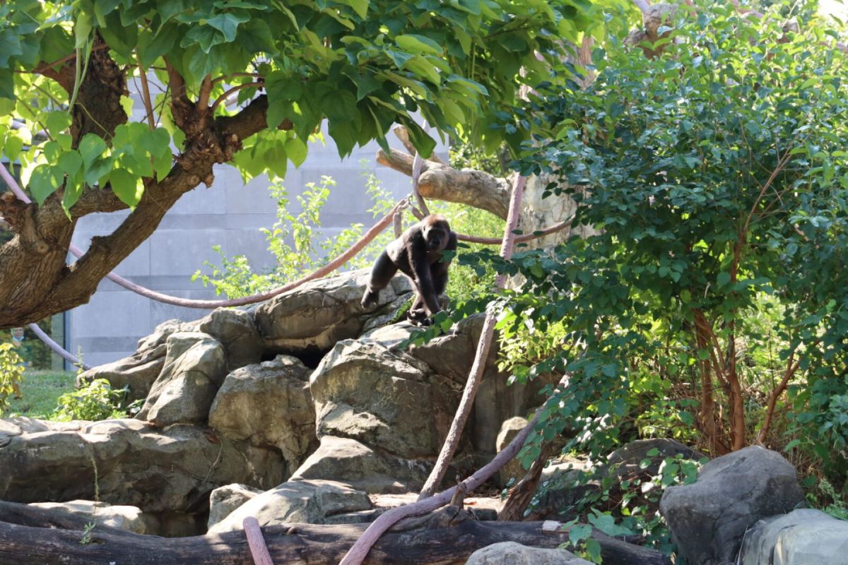 Western Lowland Gorilla