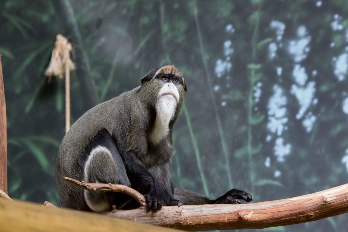 De Brazza's Monkey