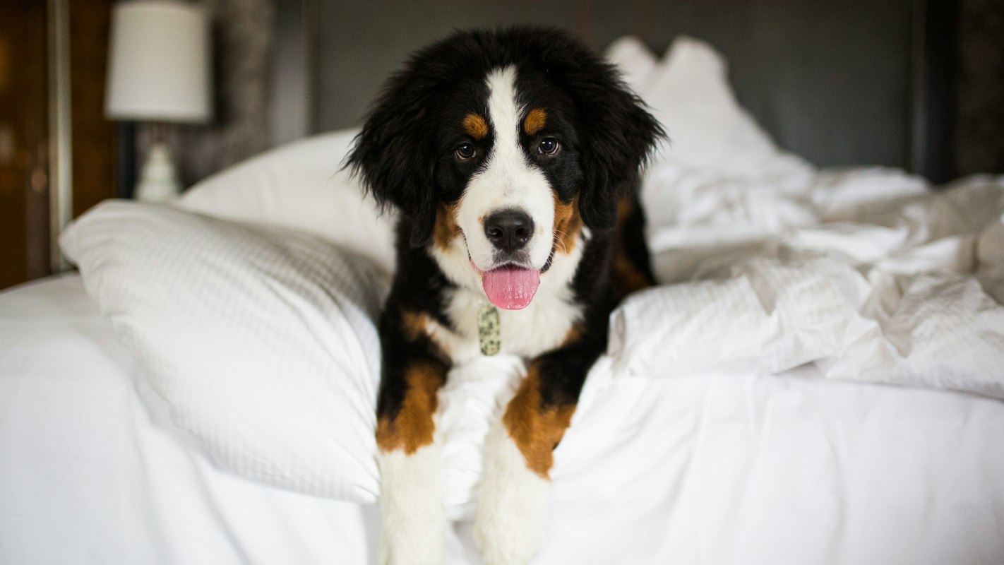 Loews Loves Pets