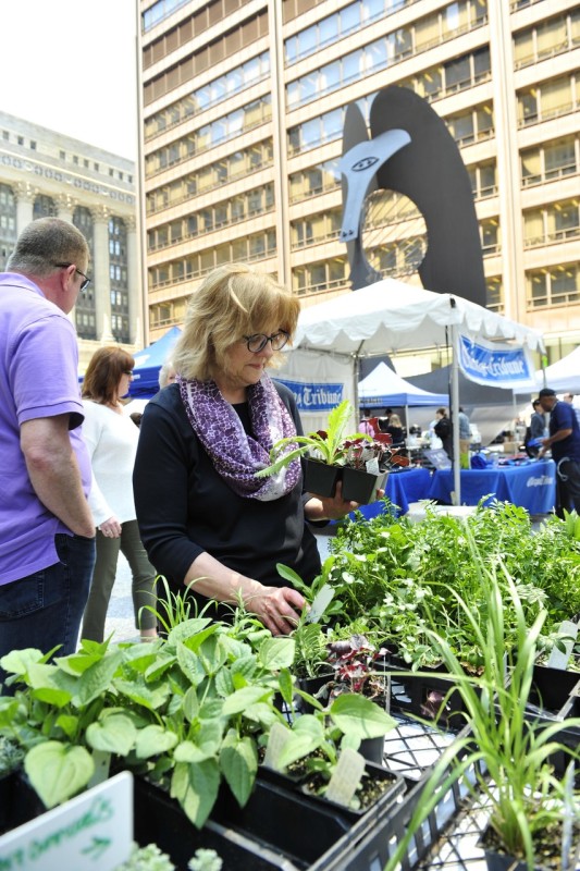 Chicago City Markets