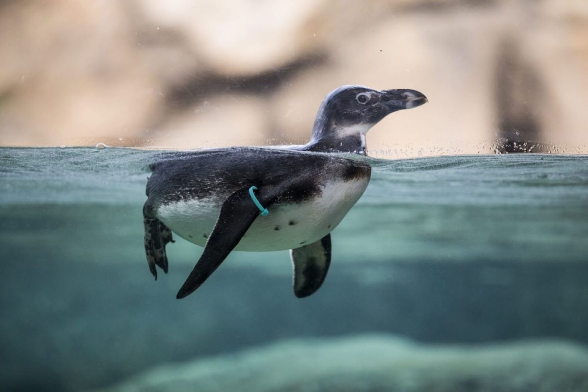 African Penguin