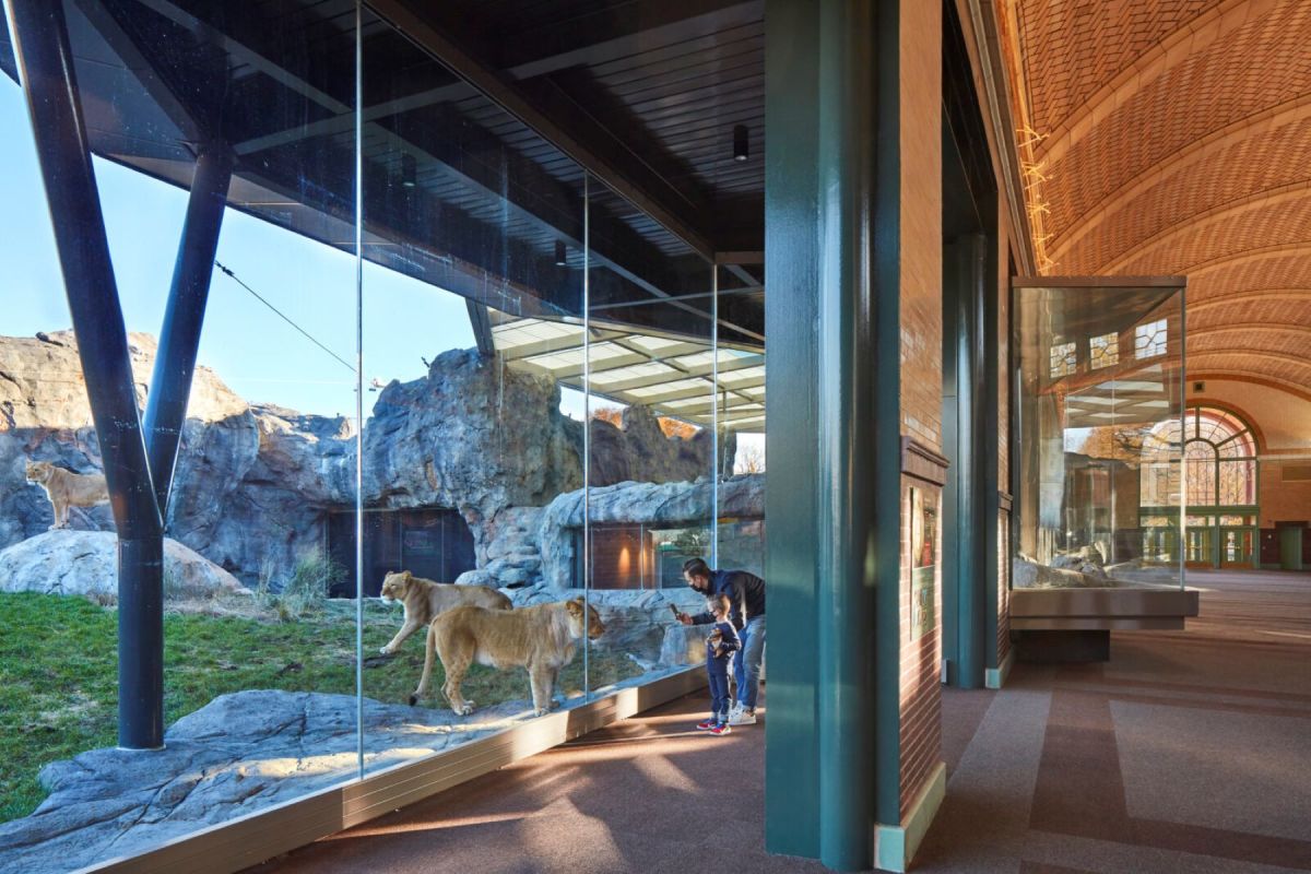 African Lions at Pepper Family Wildlife Center