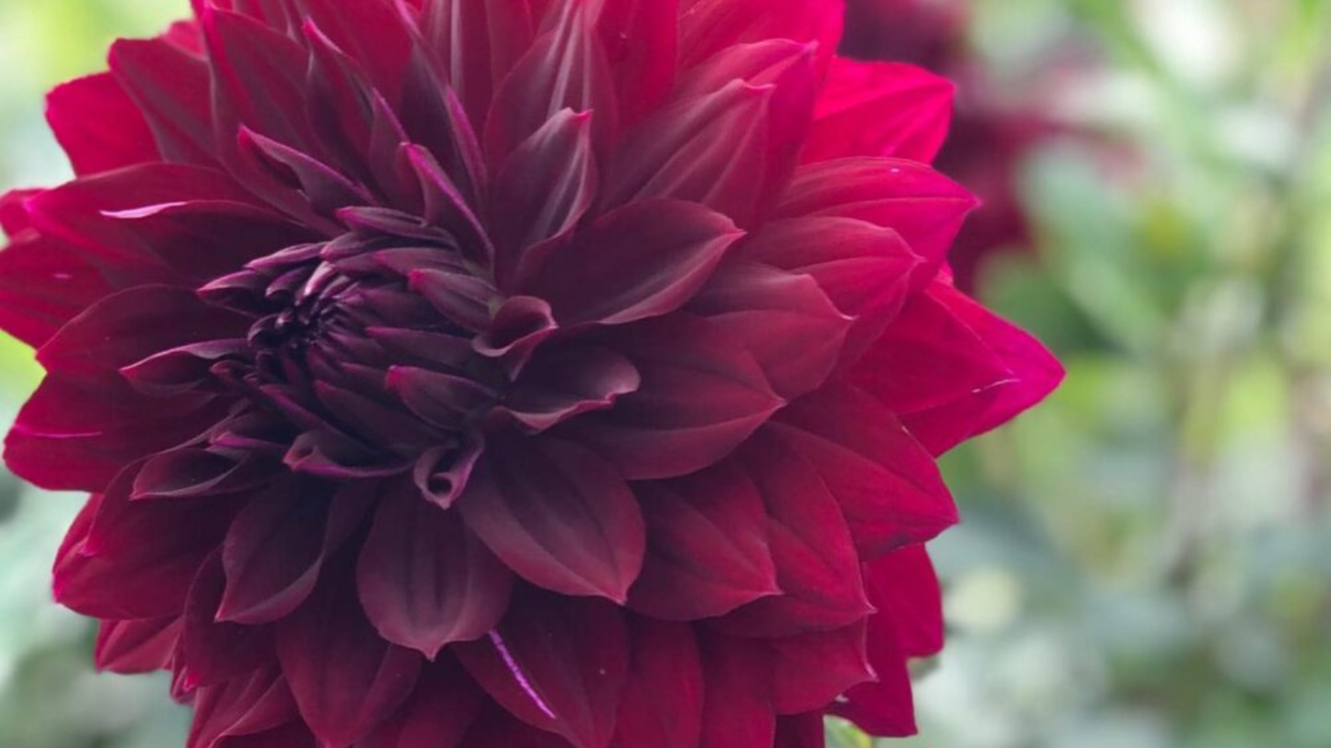 Gravenhurst Community Market Discover Muskoka Plan Your Trip