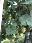 Our Vineyard