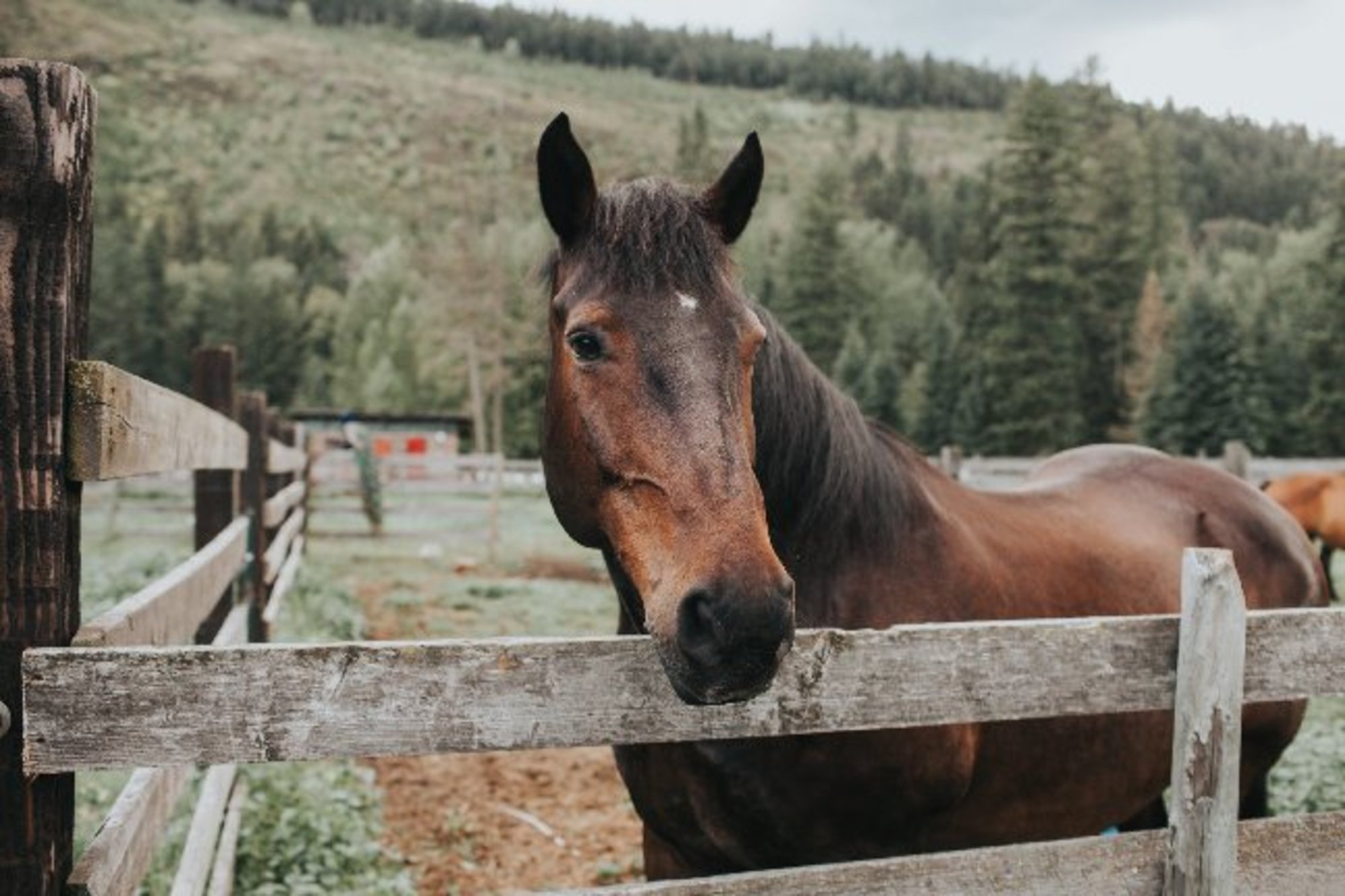 Old Cowboy Ranch Horse