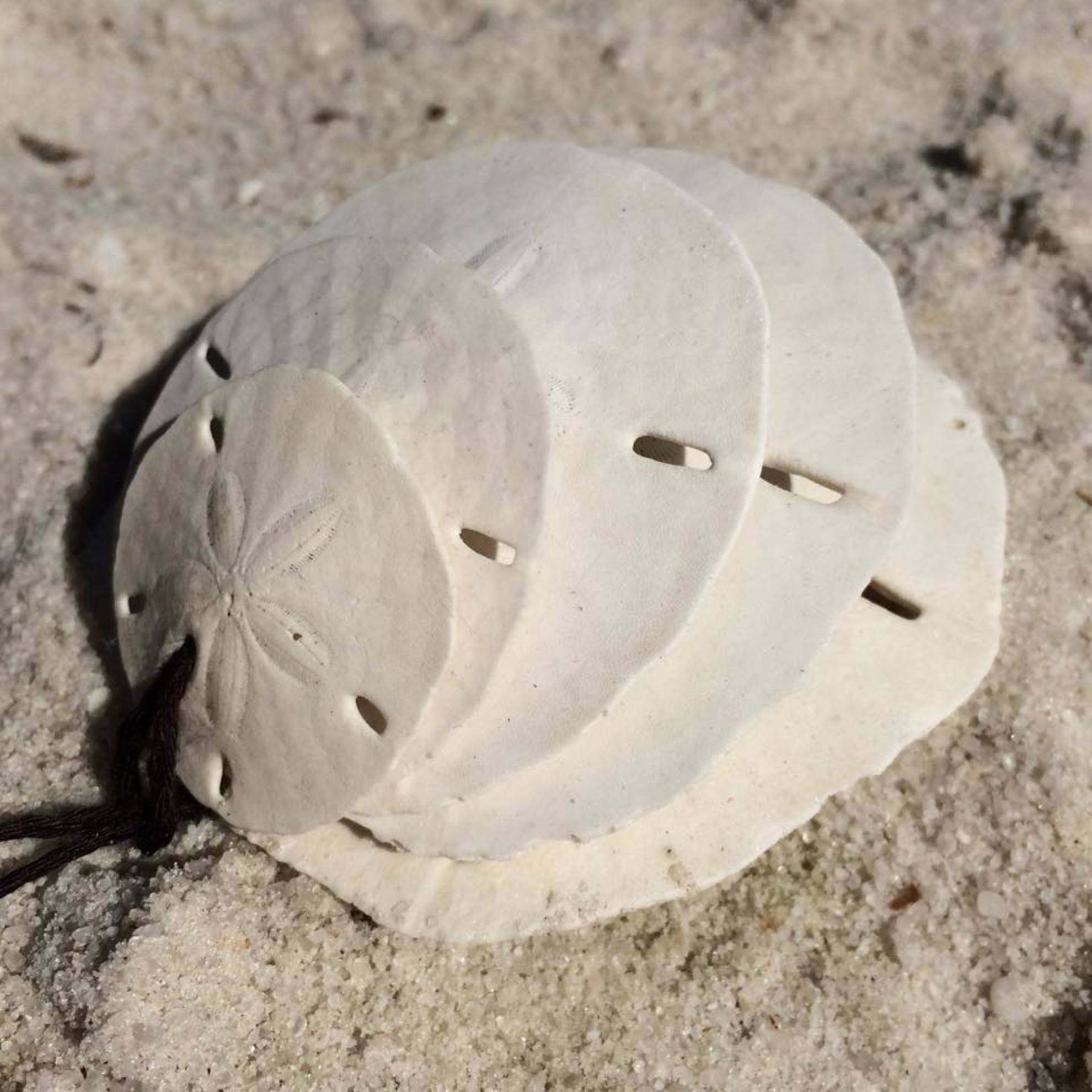 Sand Dollars found on the beach!