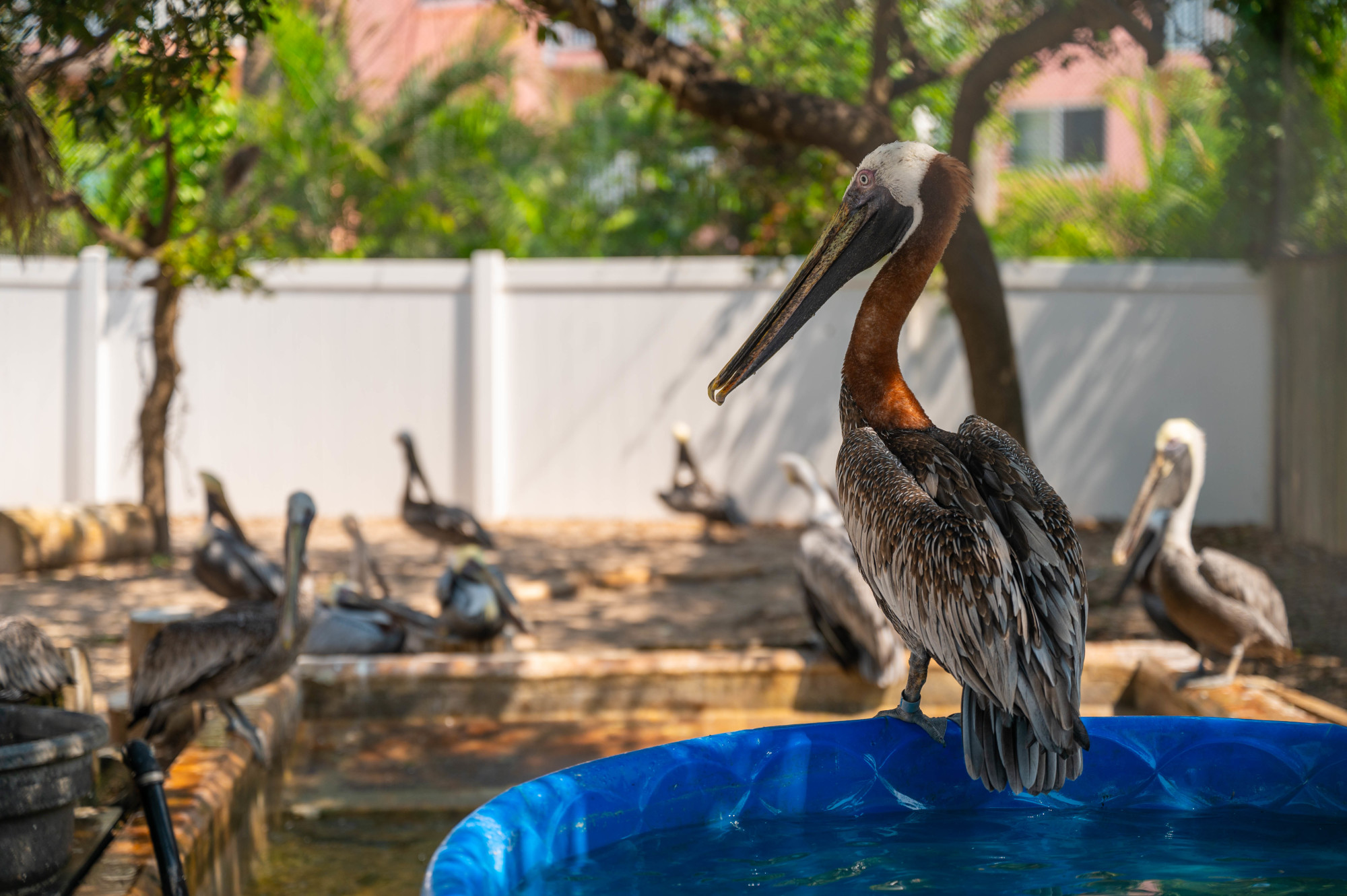 Seaside Seabird Sanctuary in Indian Shores