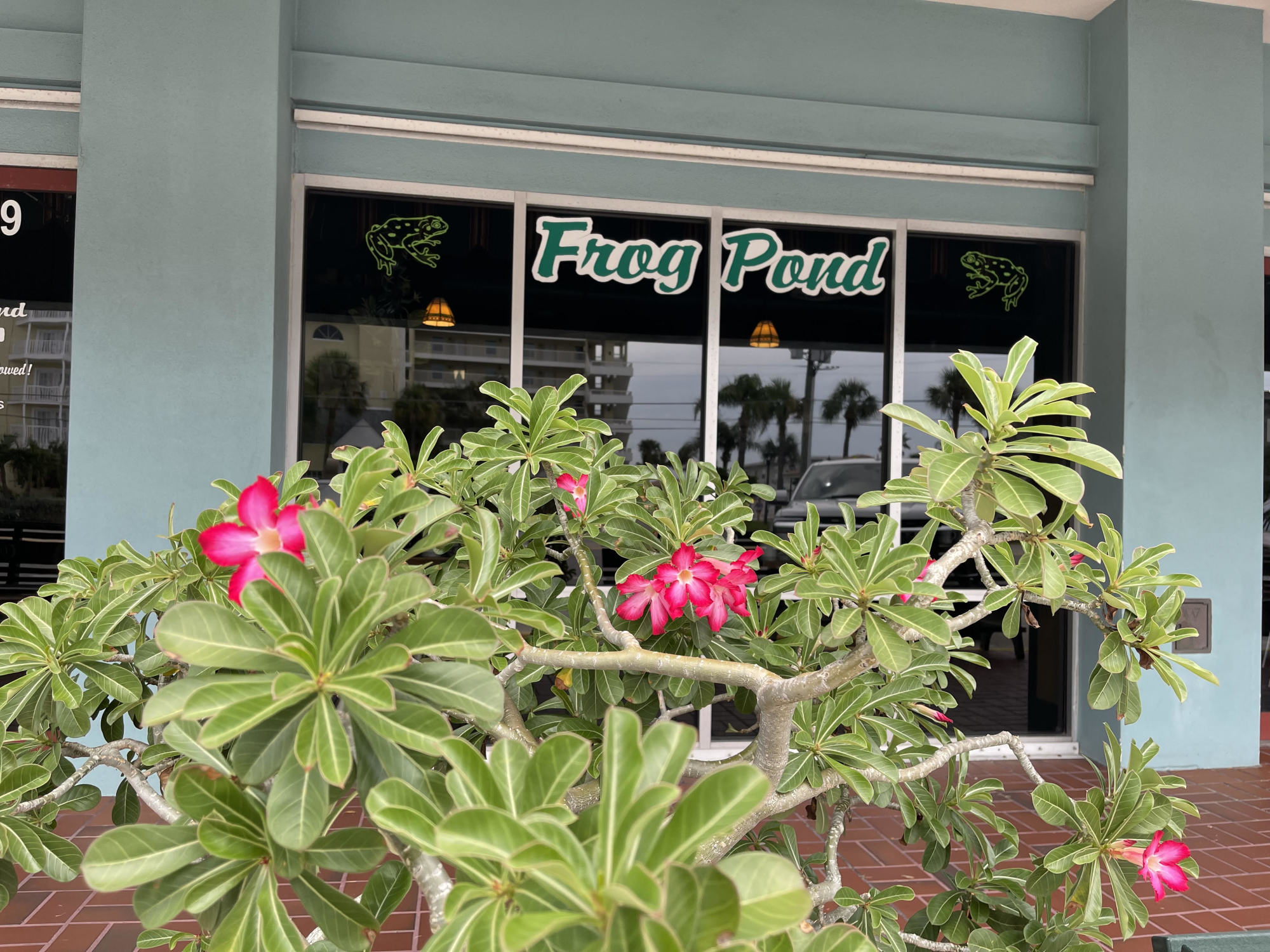 The Frog Pond