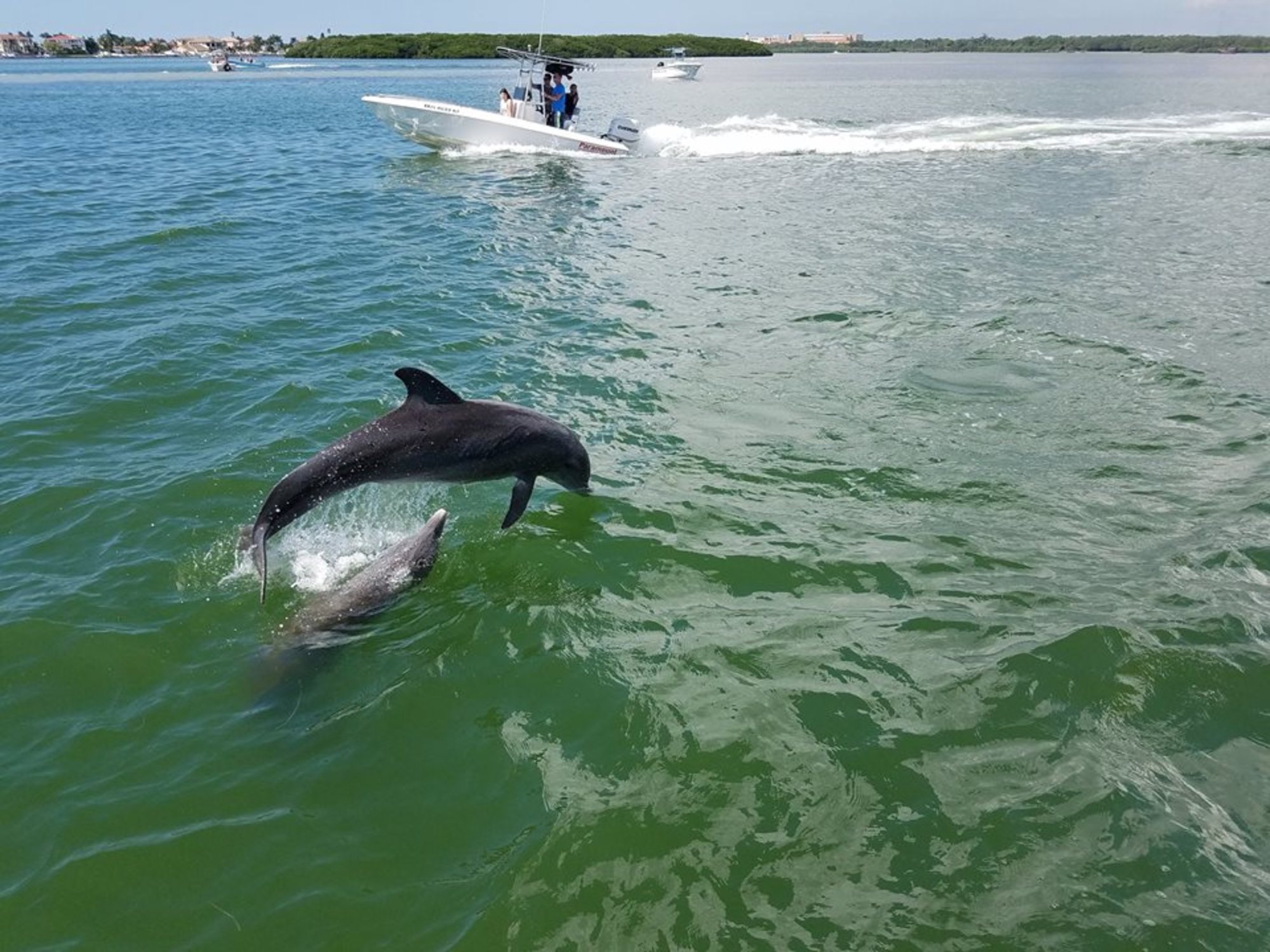 Tampa Bay Ferry and Taxi