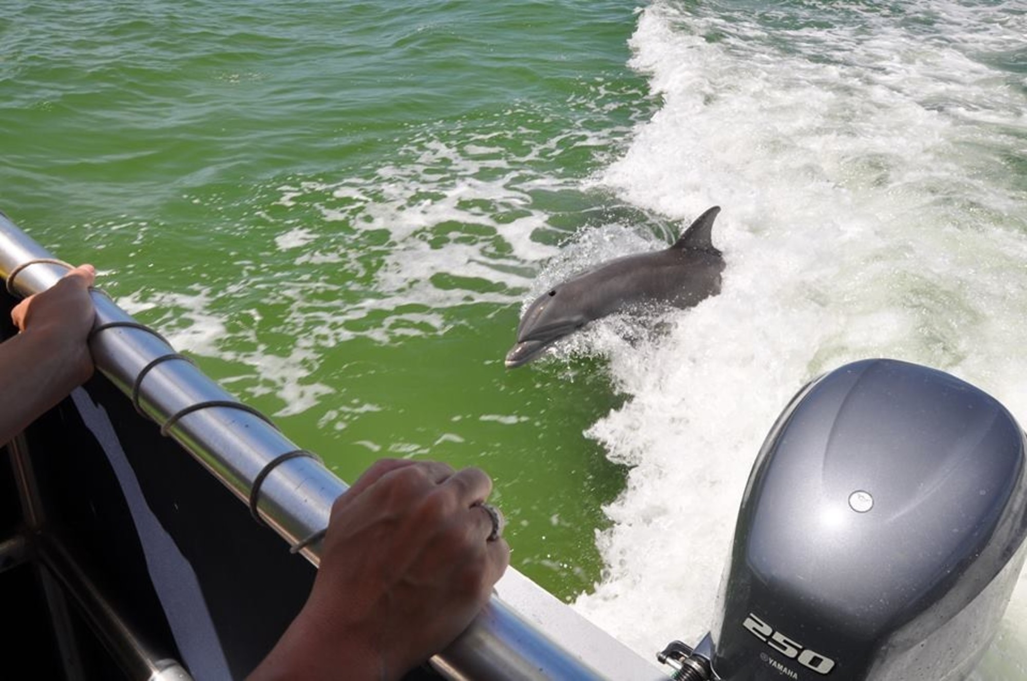 Dolphins playing in the wake behind our dolphin watching boat