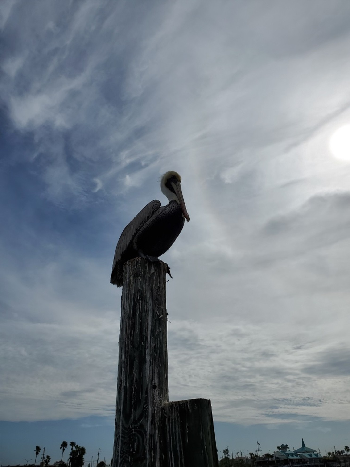 Pelican