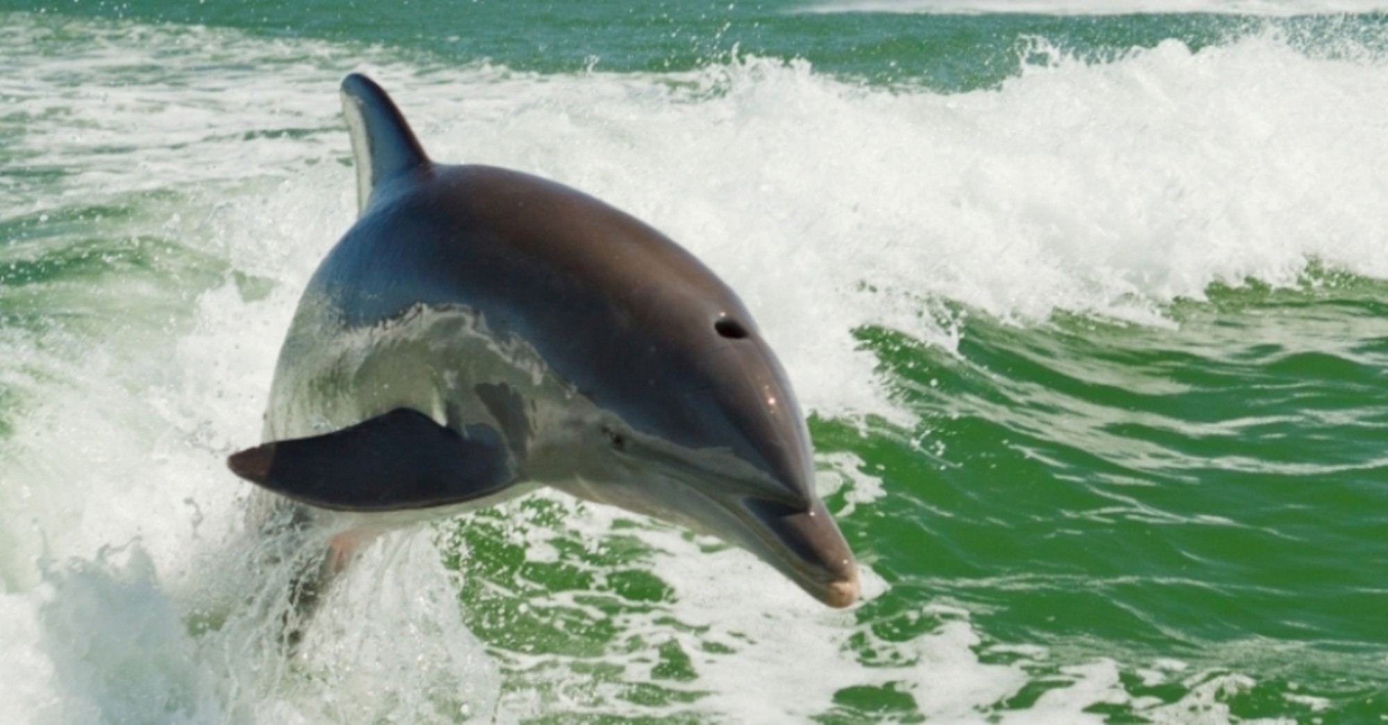 Dolphin at play