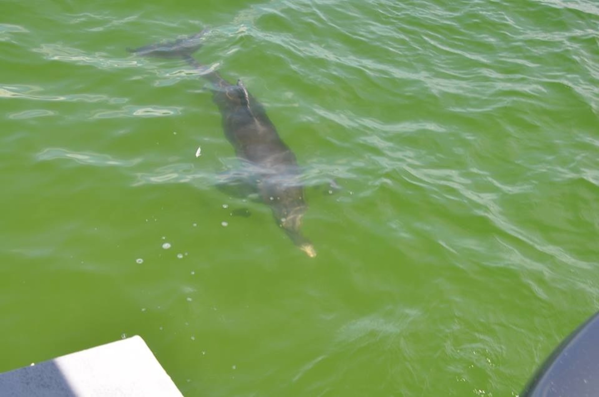 the beautiful bottle nosed dolphin playing close to our Dolphin boat