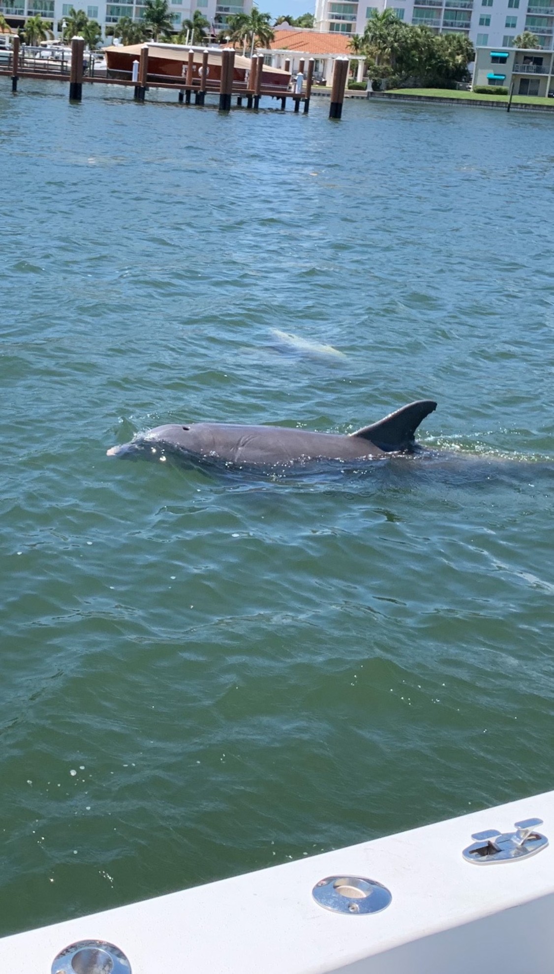 Dolphin Tours