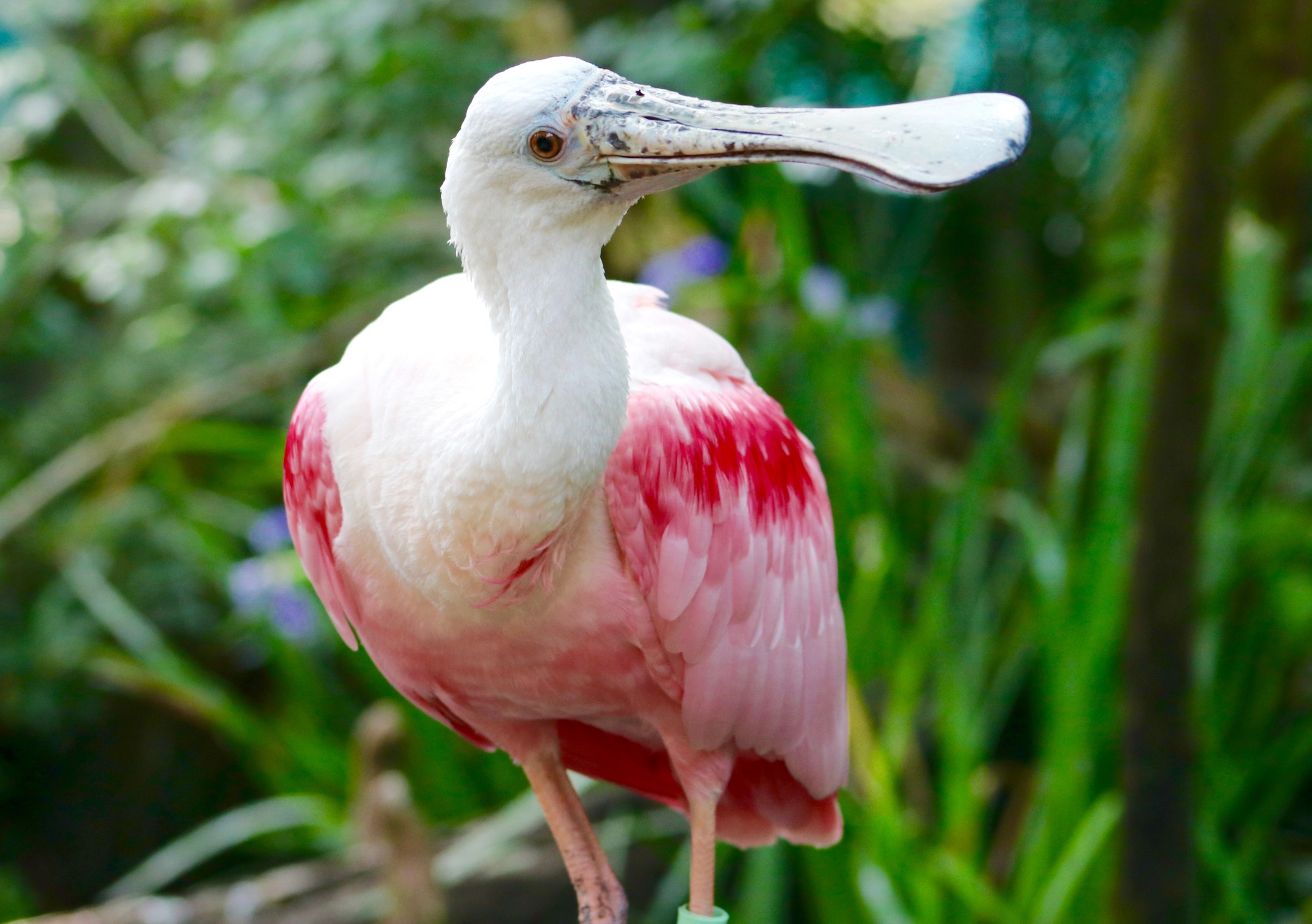 Pink Spoonbill in Wetlands Trail