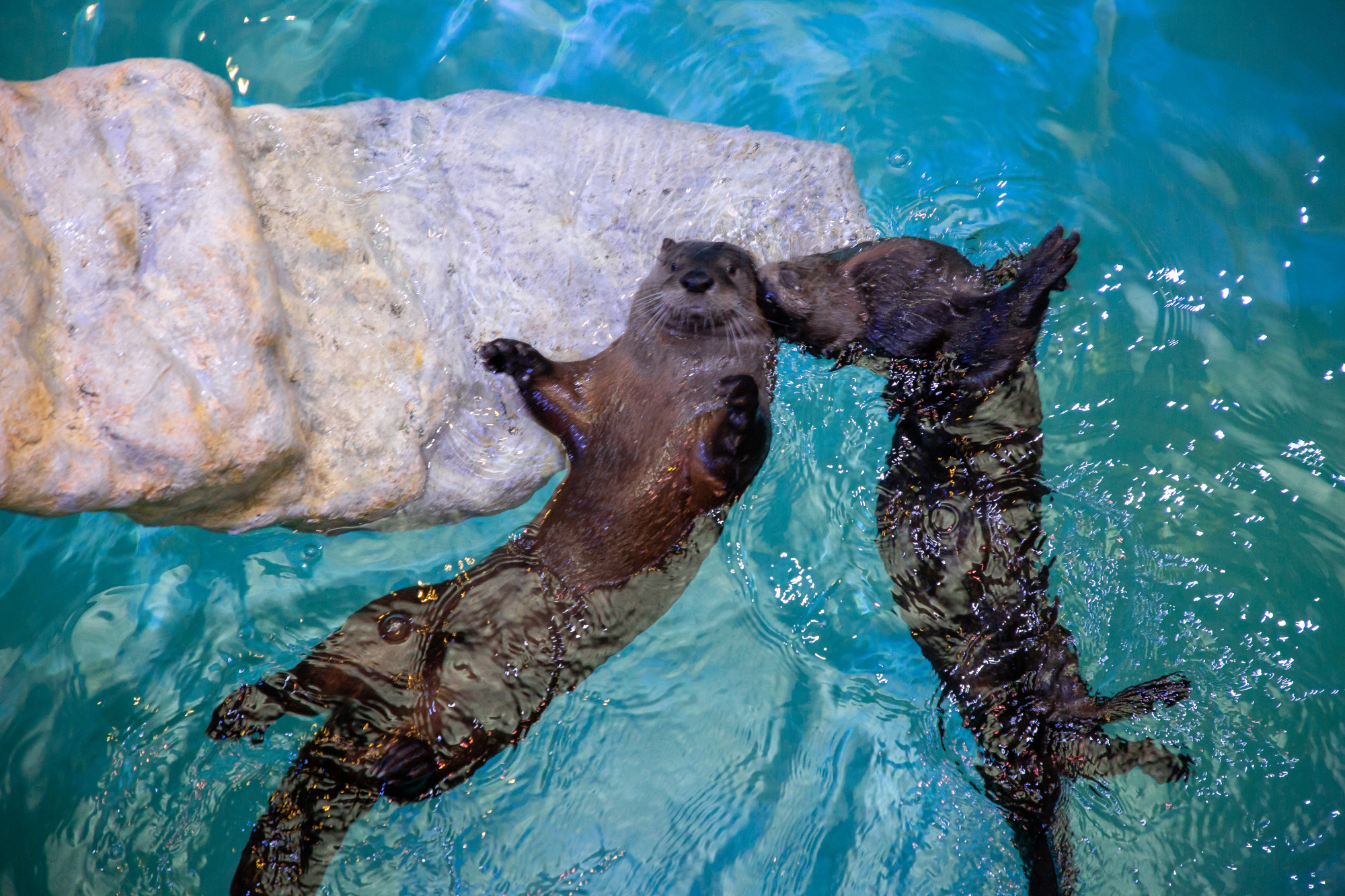 Clearwater Marine Aquarium 6
