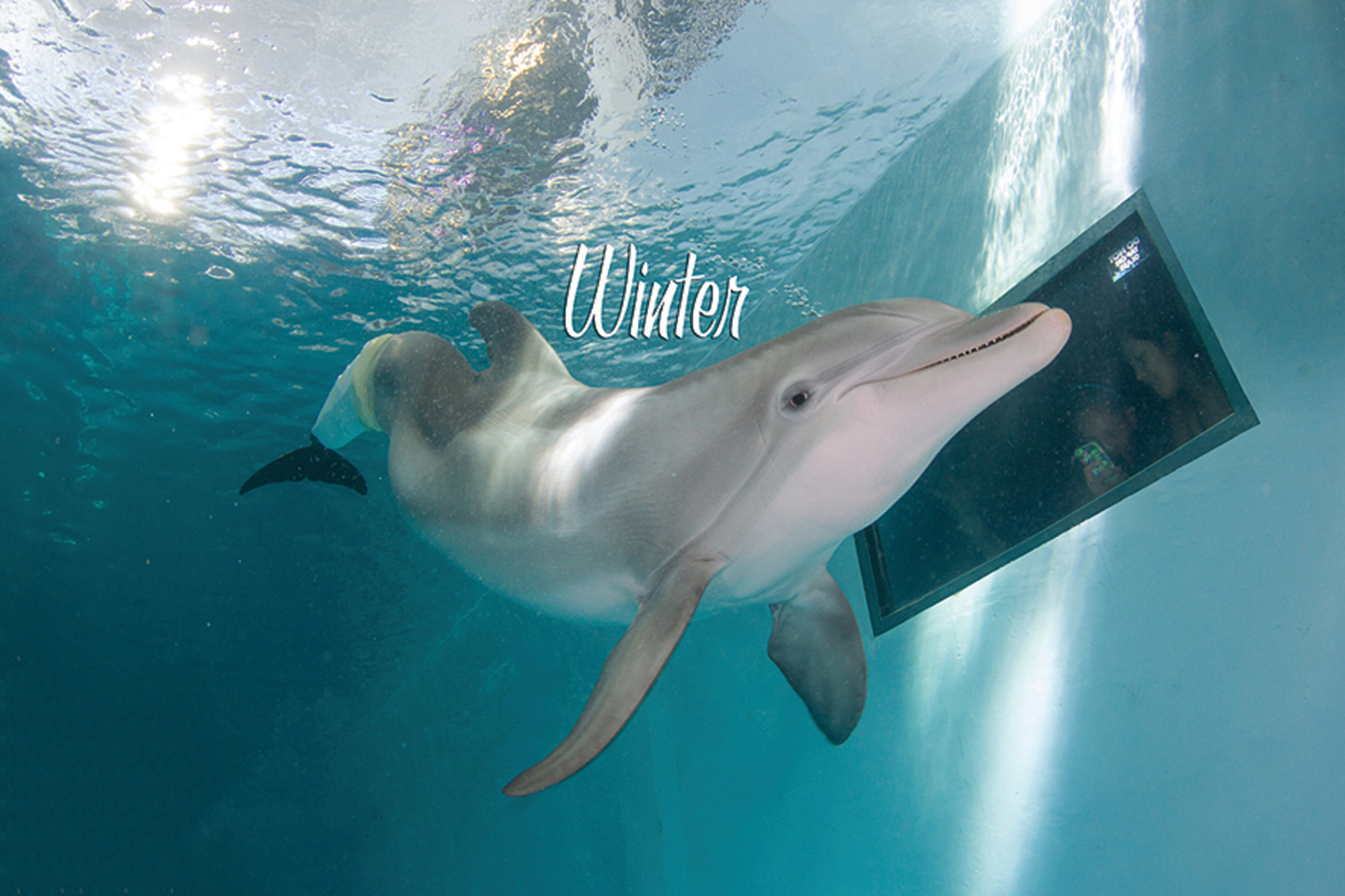 See Winter at Clearwater Marine Aquarium