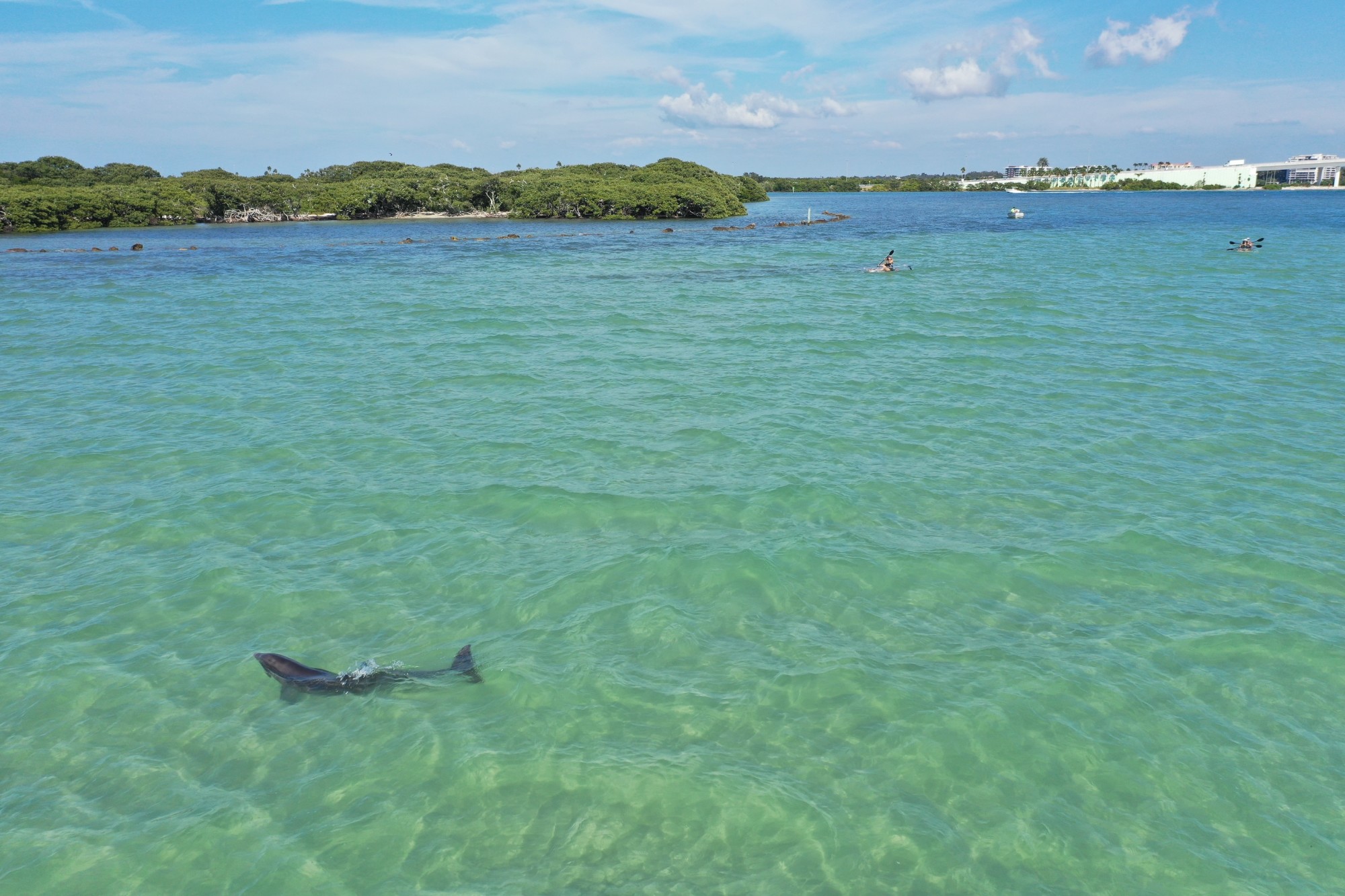 See dolphins and other wildlife