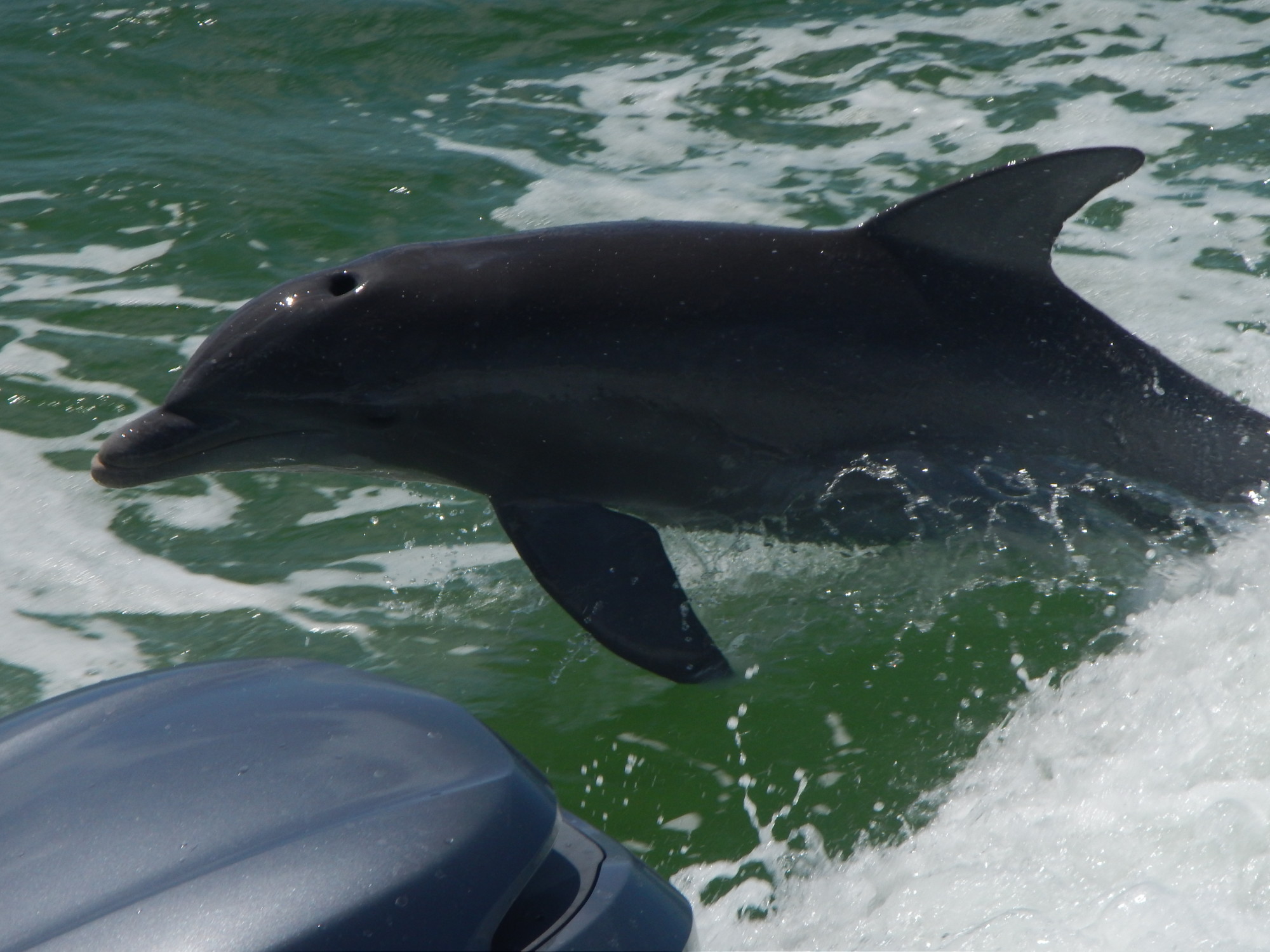 Dolphins jumping in the wake behind our Dolphin watching boat