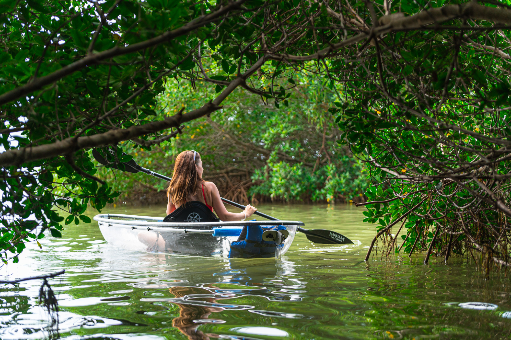 mangrove