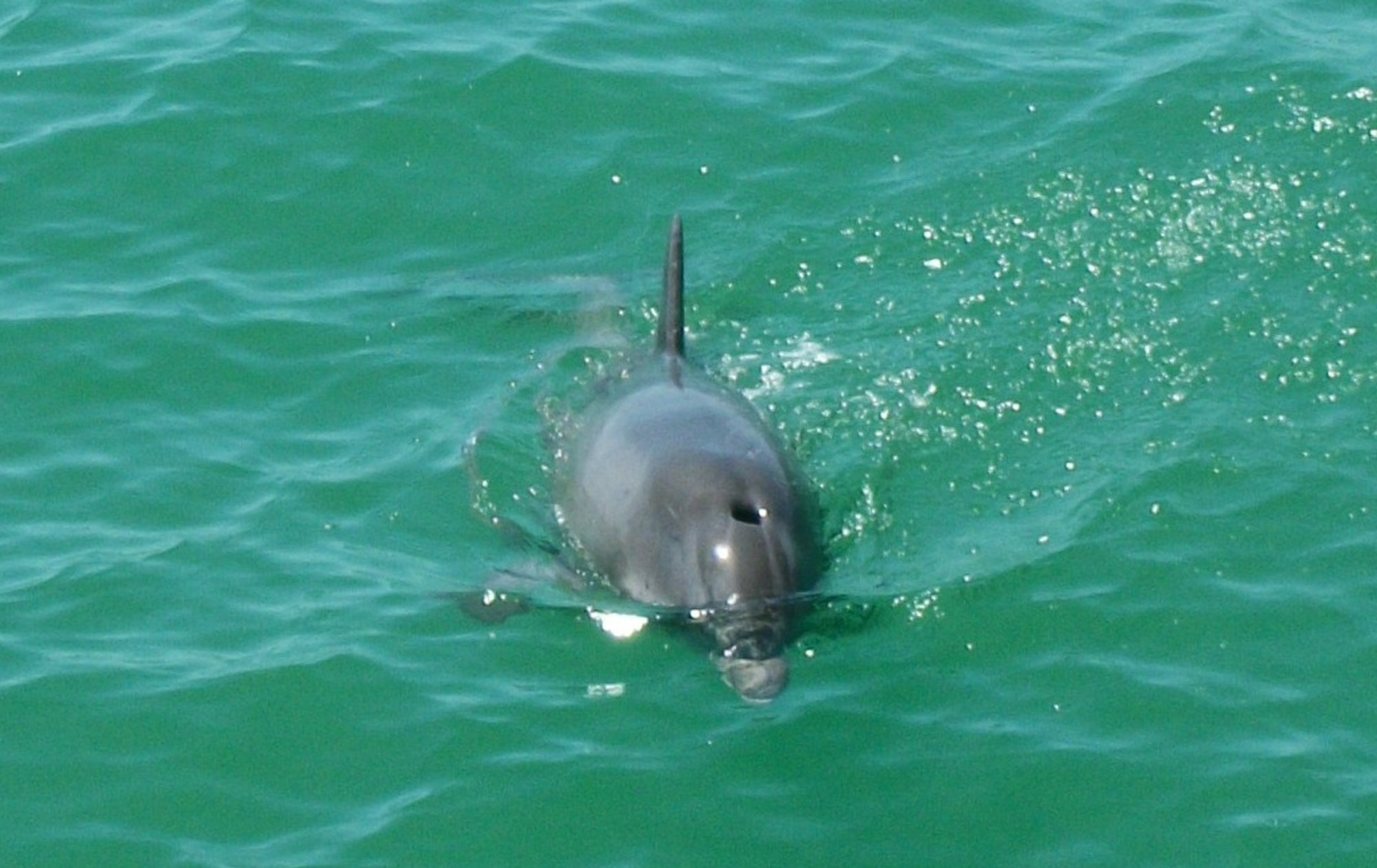See dolphins up close and personal!