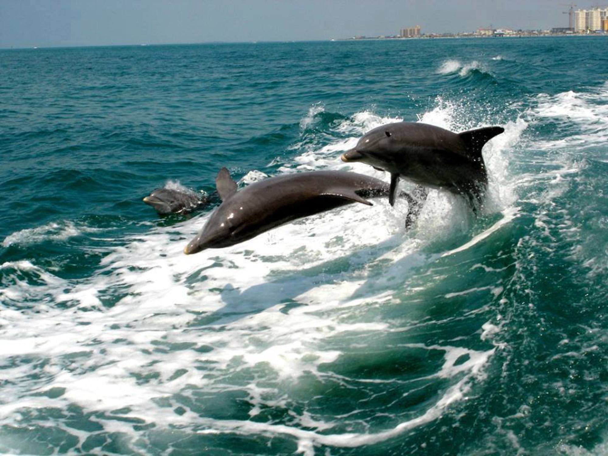 Frolicking Dolphins