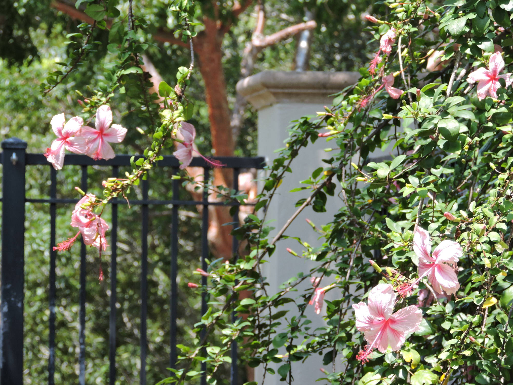 Springtime blooms