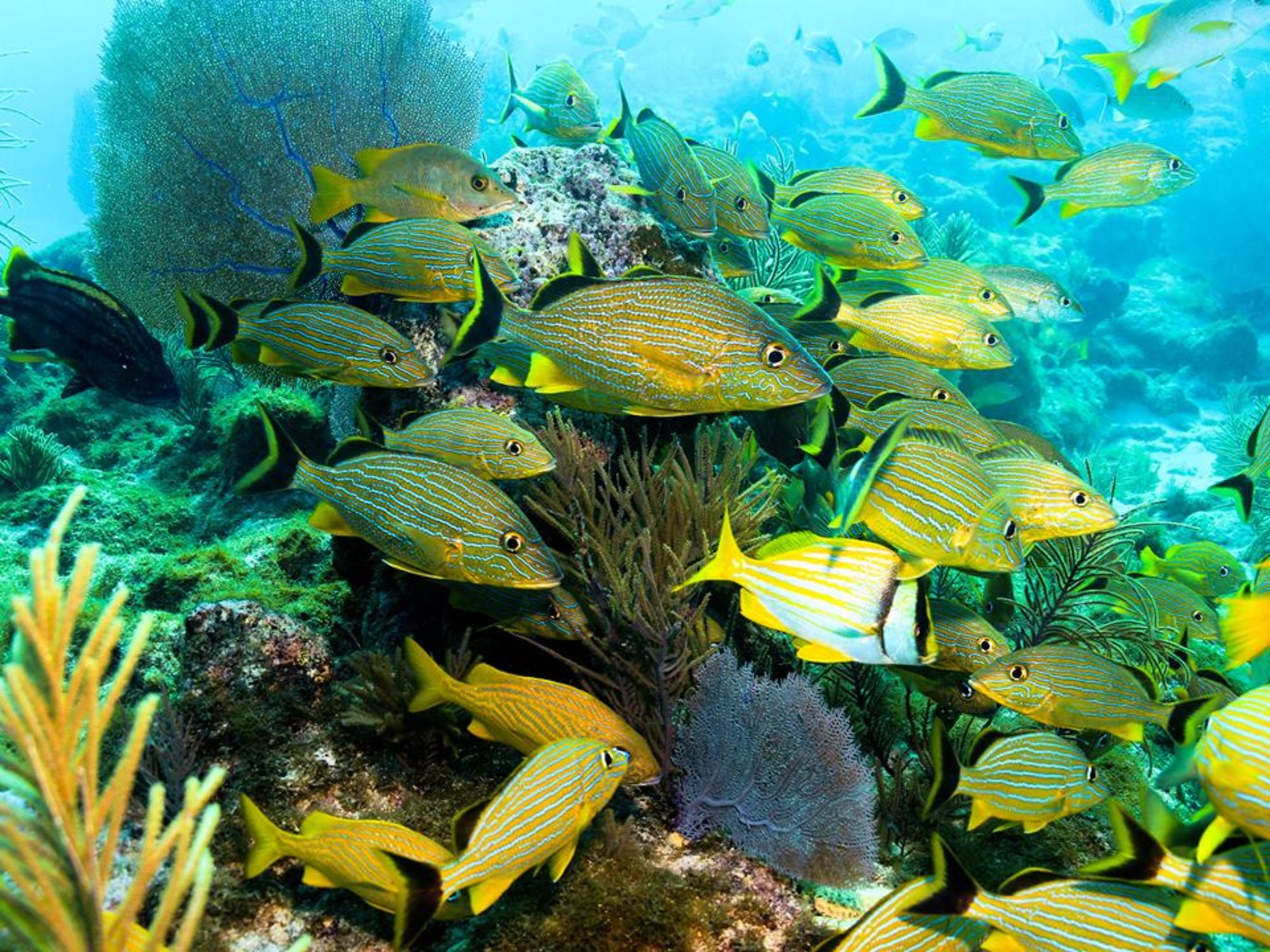 Gulfport Dive Center