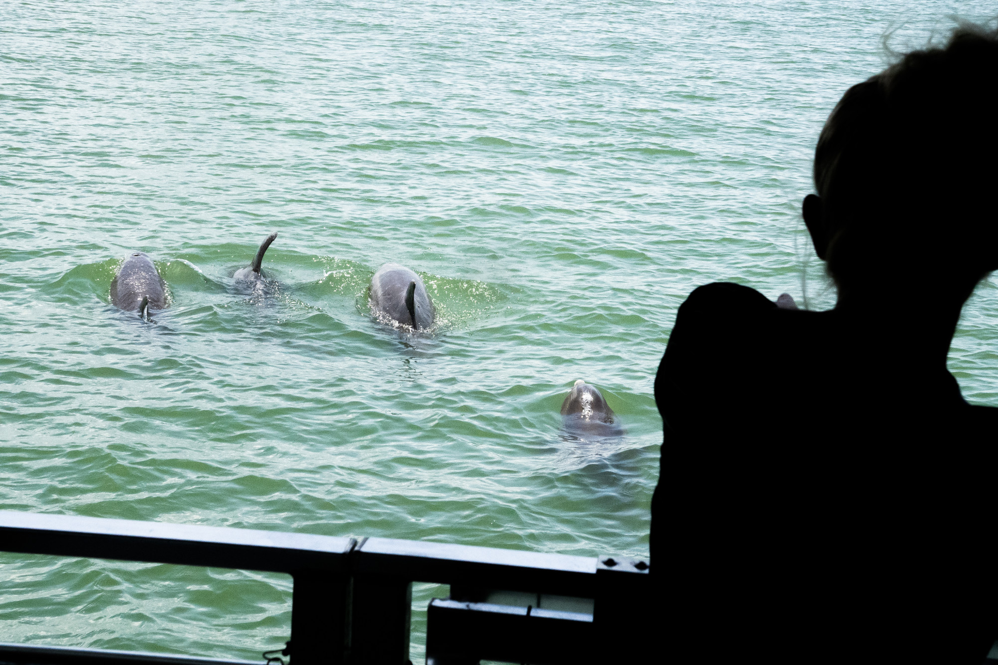 Dolphins by the boat