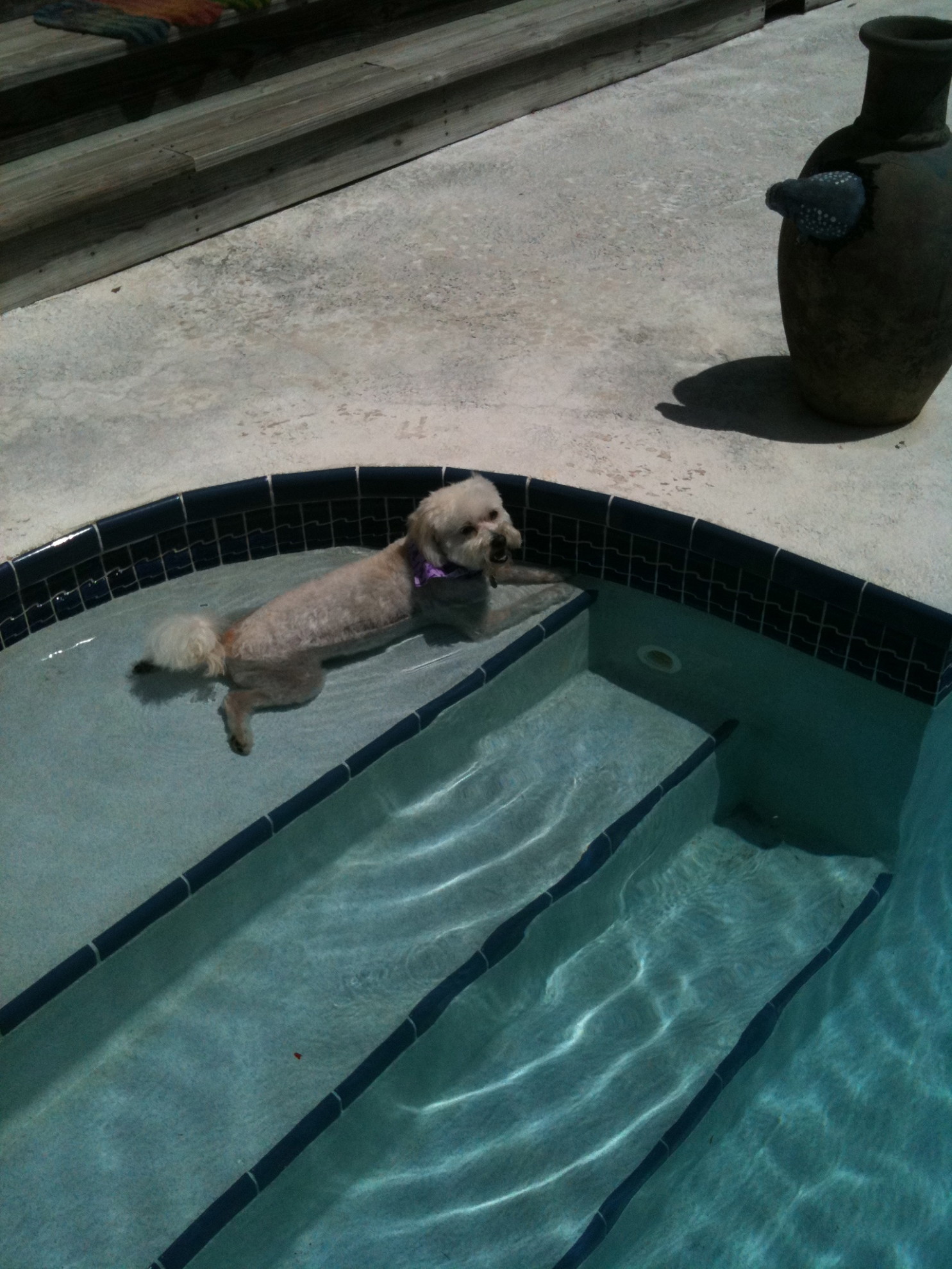 Urban, cooling off in the pool
