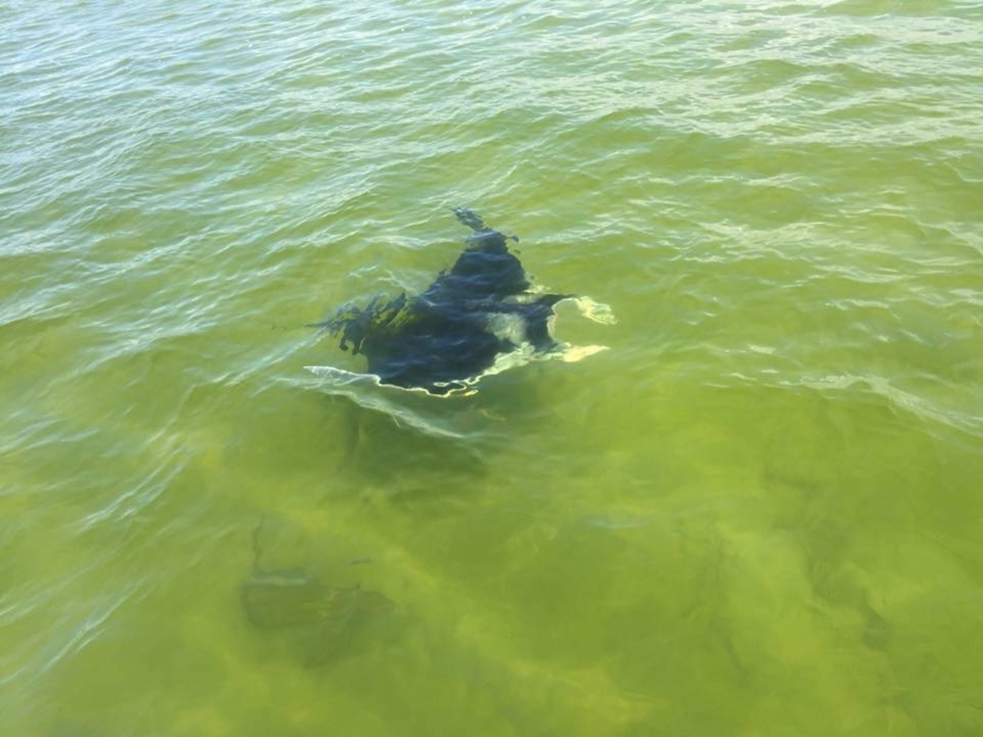Manta Ray