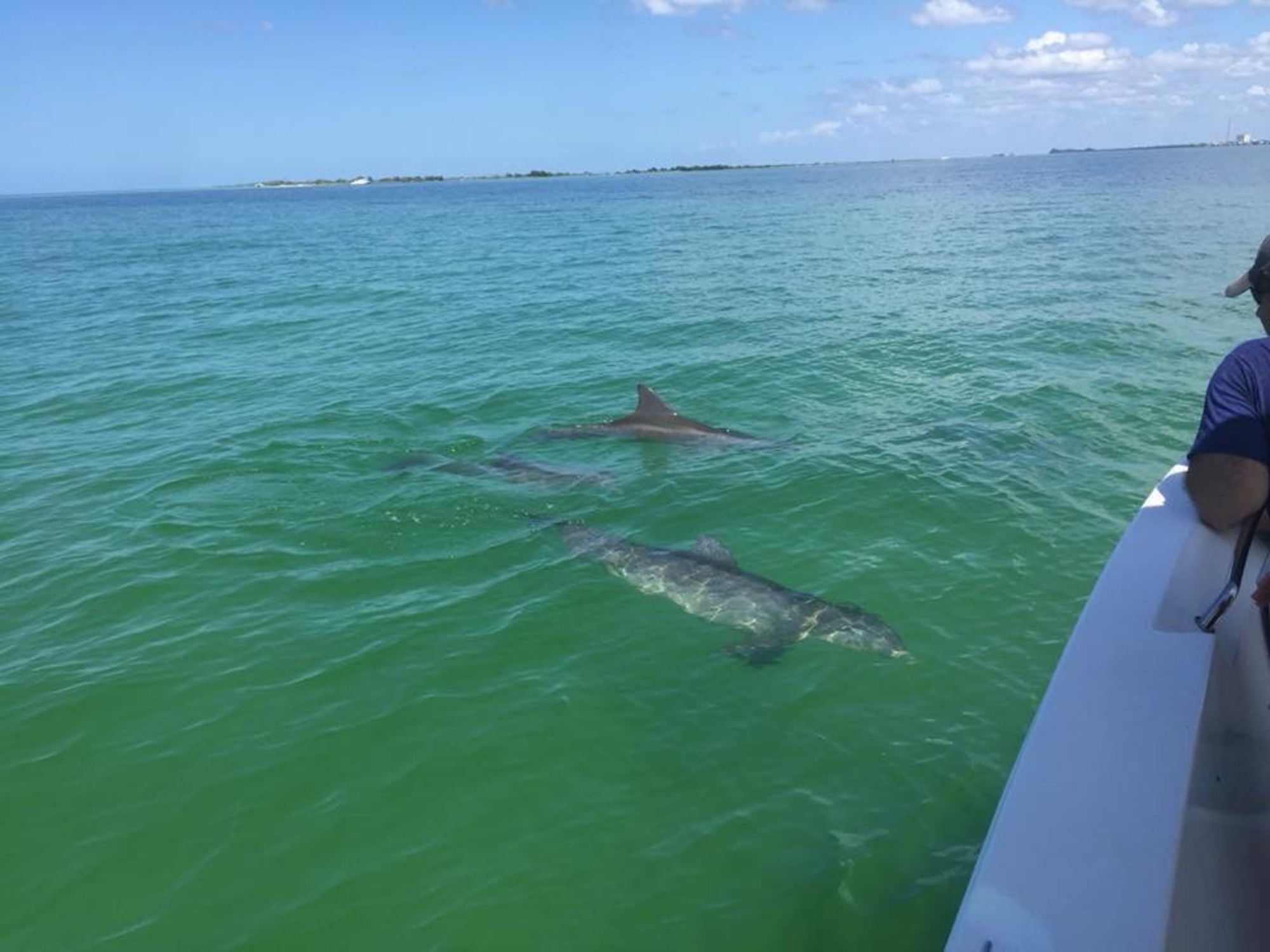 Did we mention Dolphins?