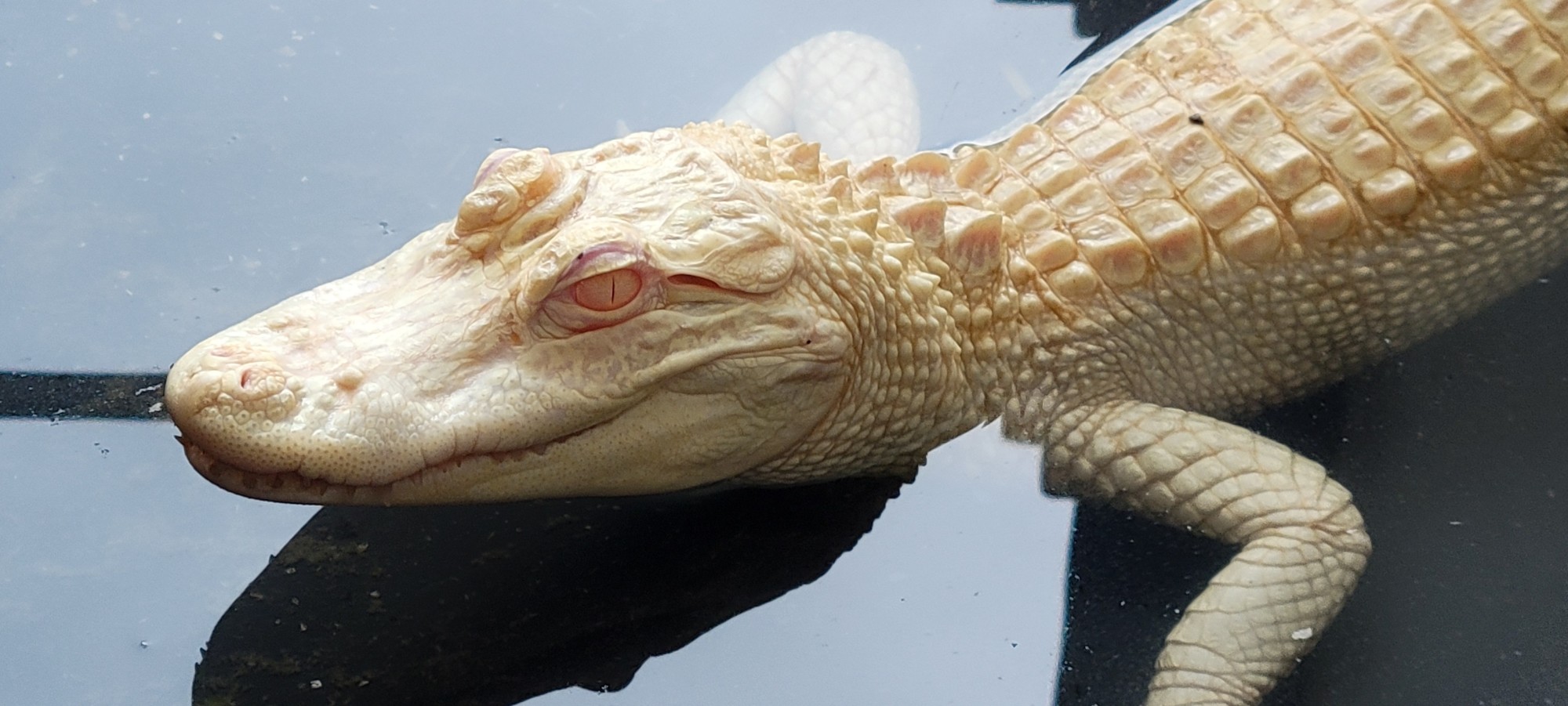 Tampa Bay Rescue Deals