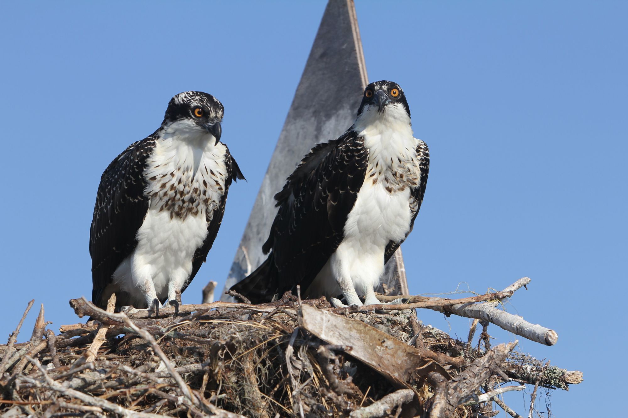 Ospreys