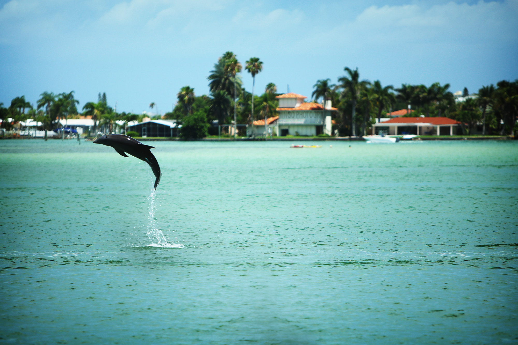 dolphin jumps completely out of the water near our dolphin watching boat