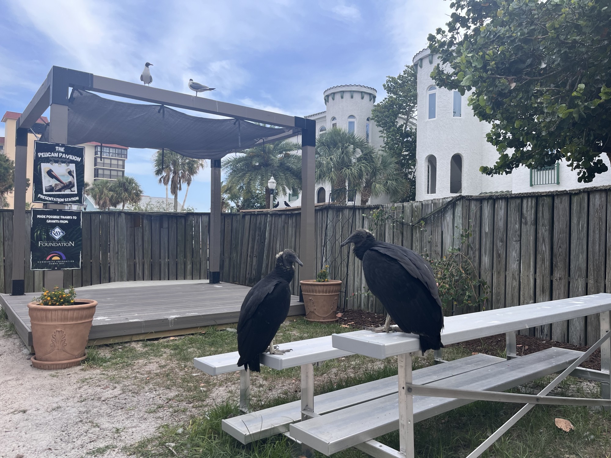 The Pelican Pavilion