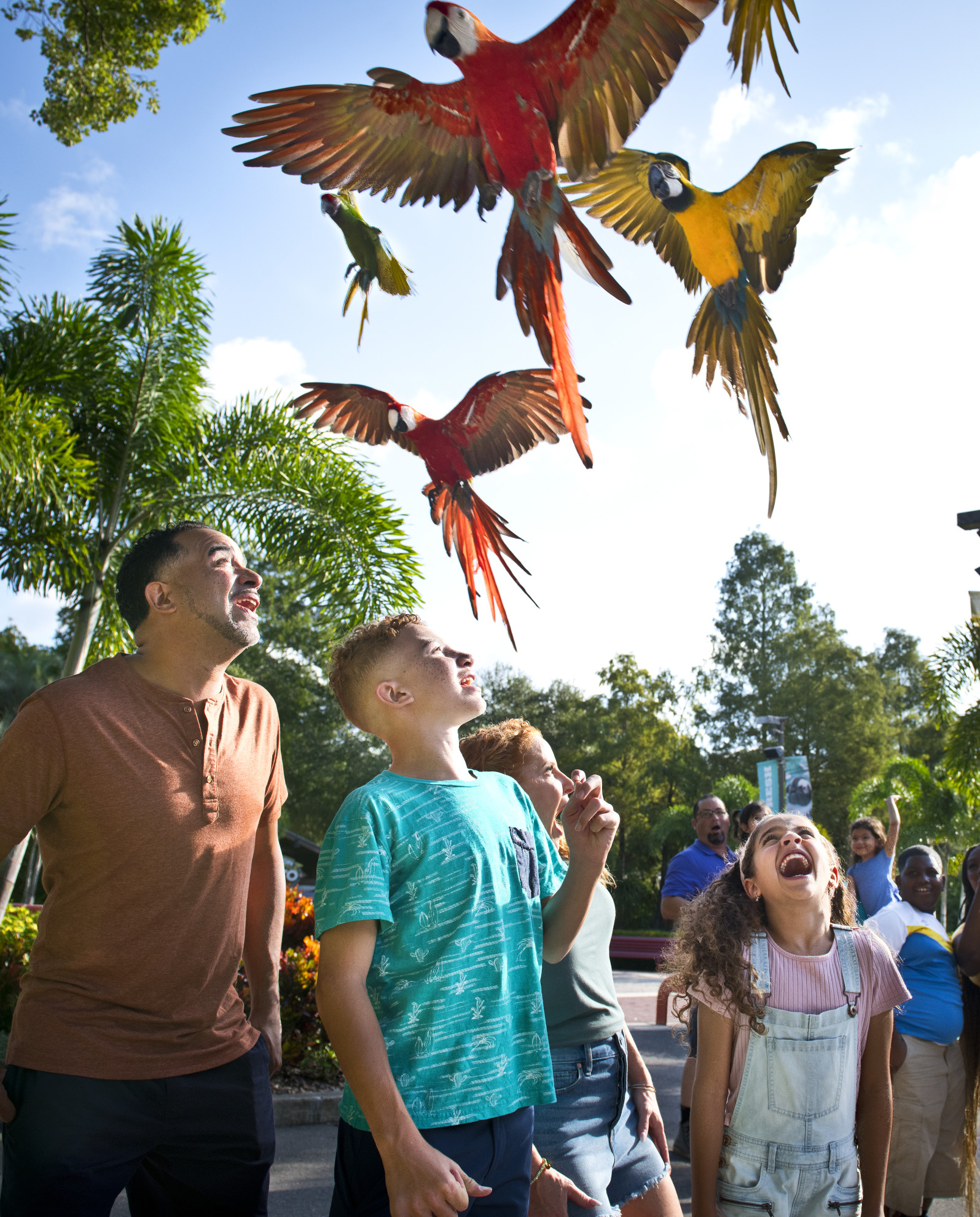 Macaw
